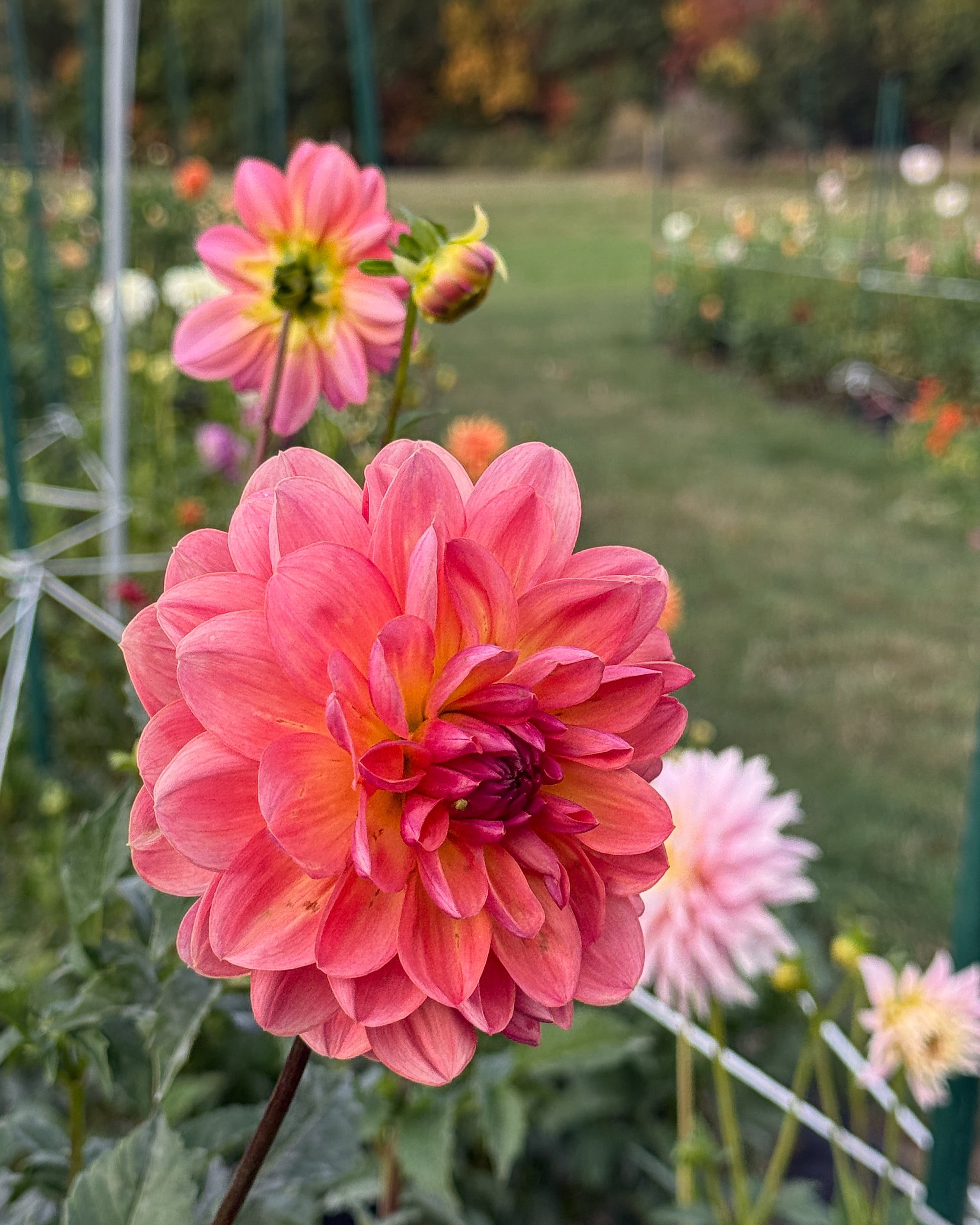 Pink dahlia flower in a garden with blurred background
