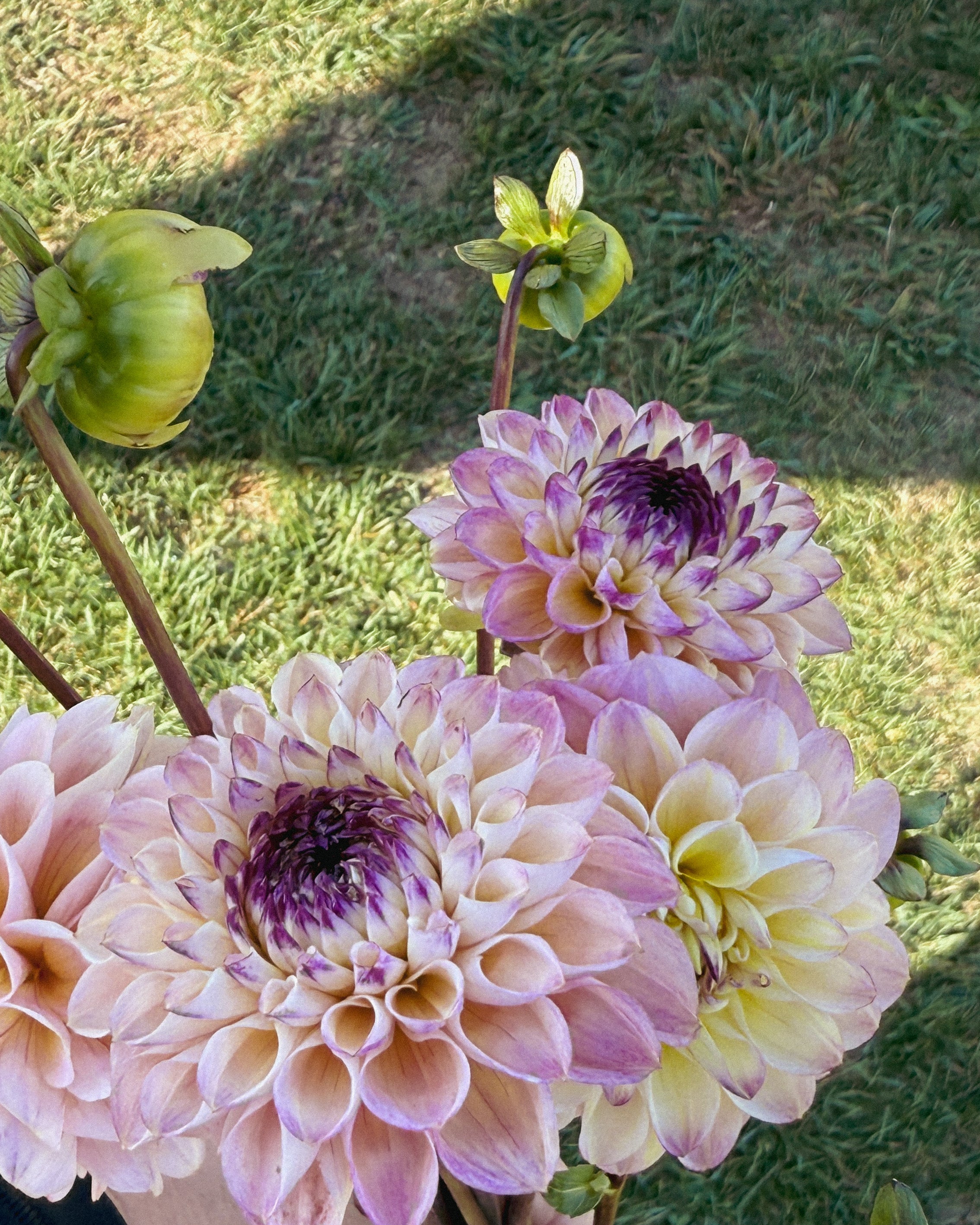 Hand holding a bouquet of pink and purple dahlias with grass in the background