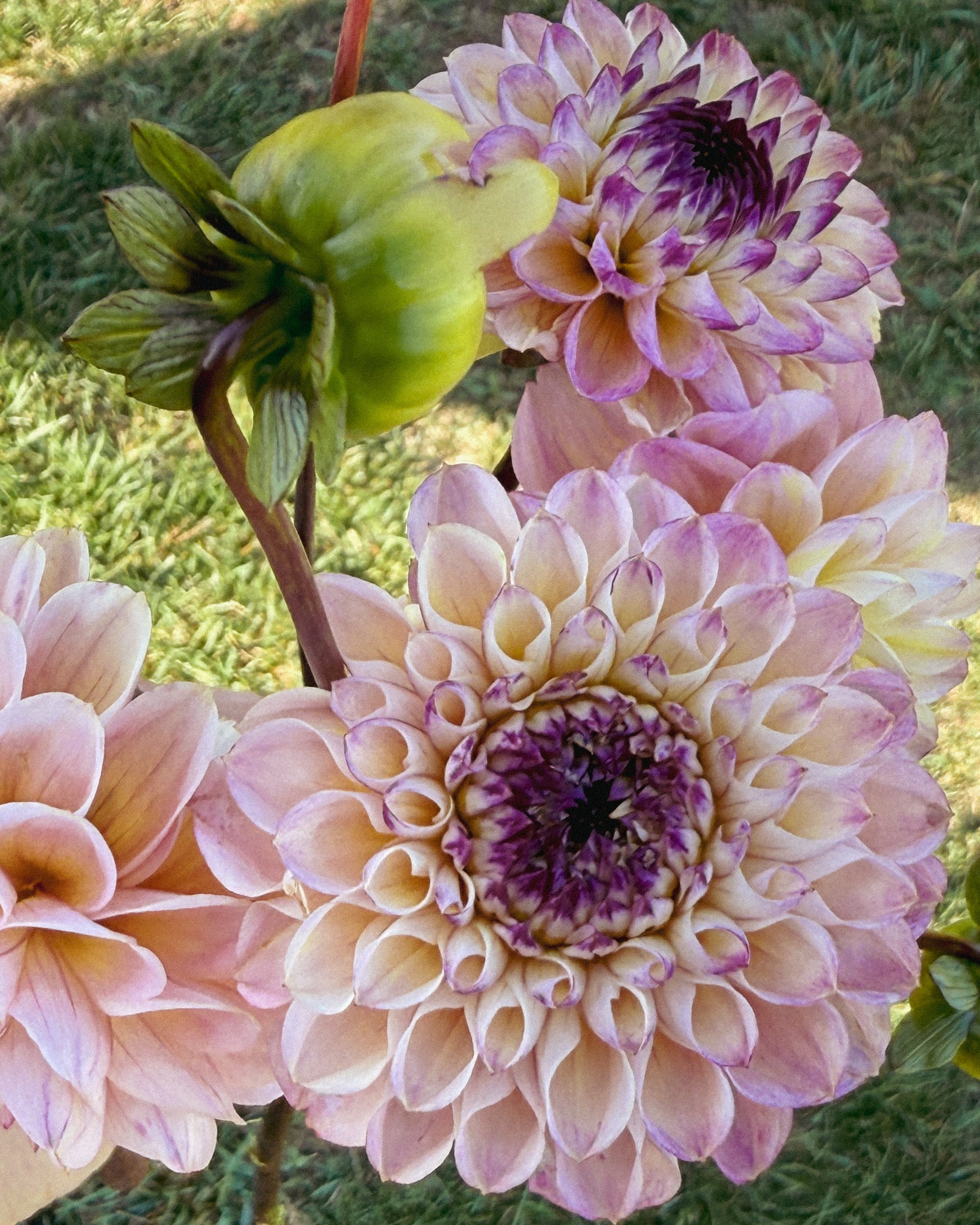 Close-up of pink and purple dahlias with green leaves on a grassy background
