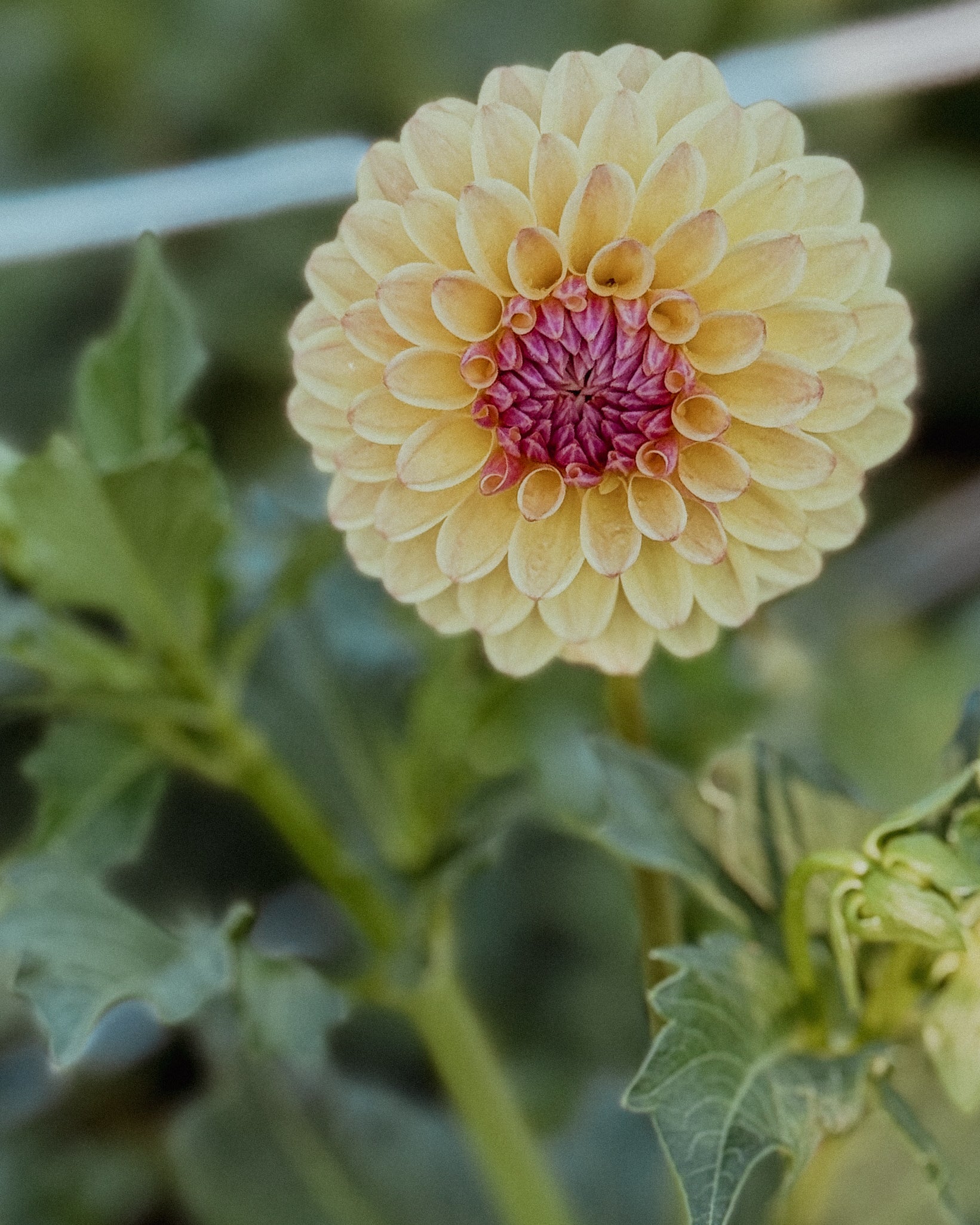 Yellow flower with a pink center on a green plant
