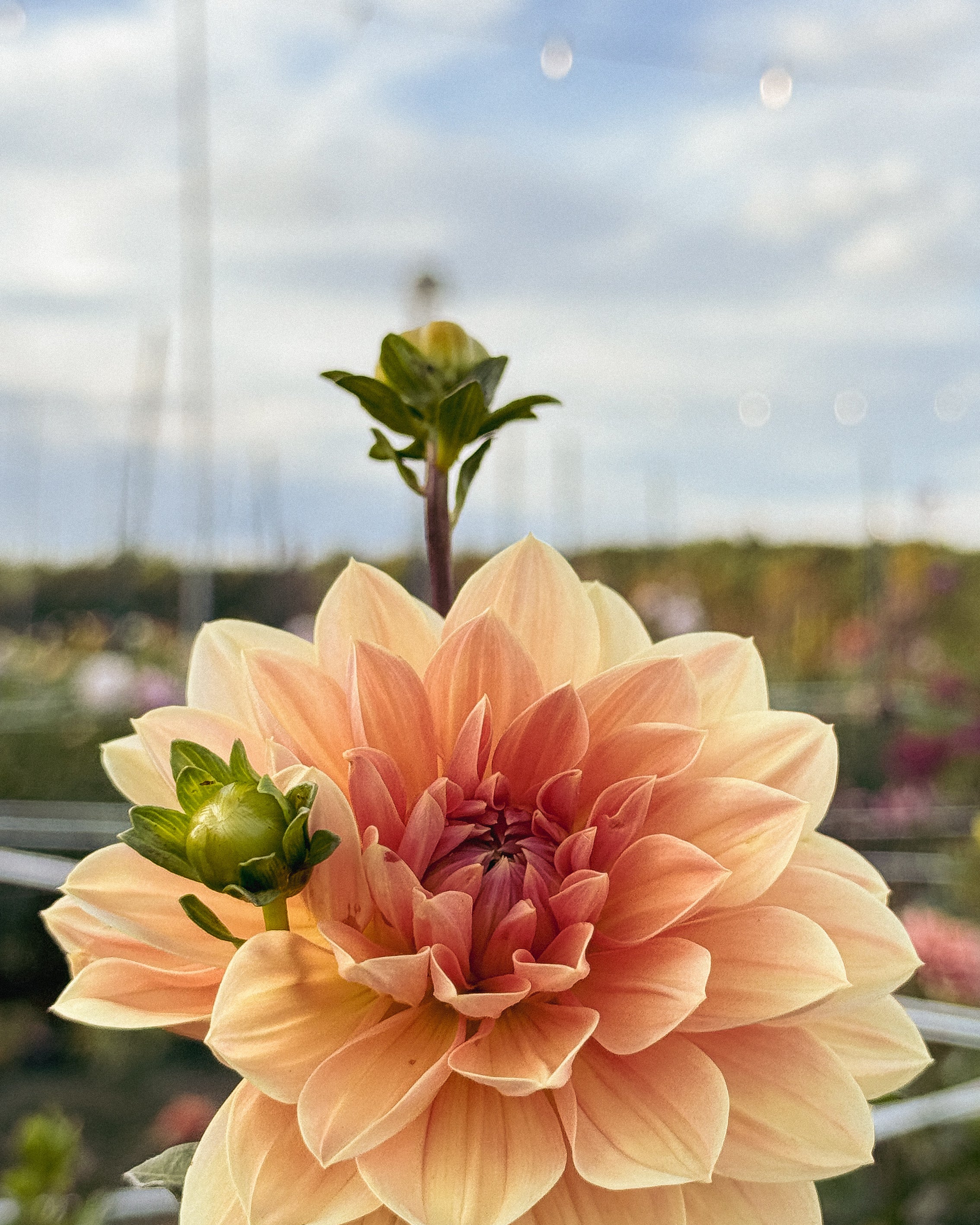 Large peach-colored flower with a blurred background of greenery and blue sky.