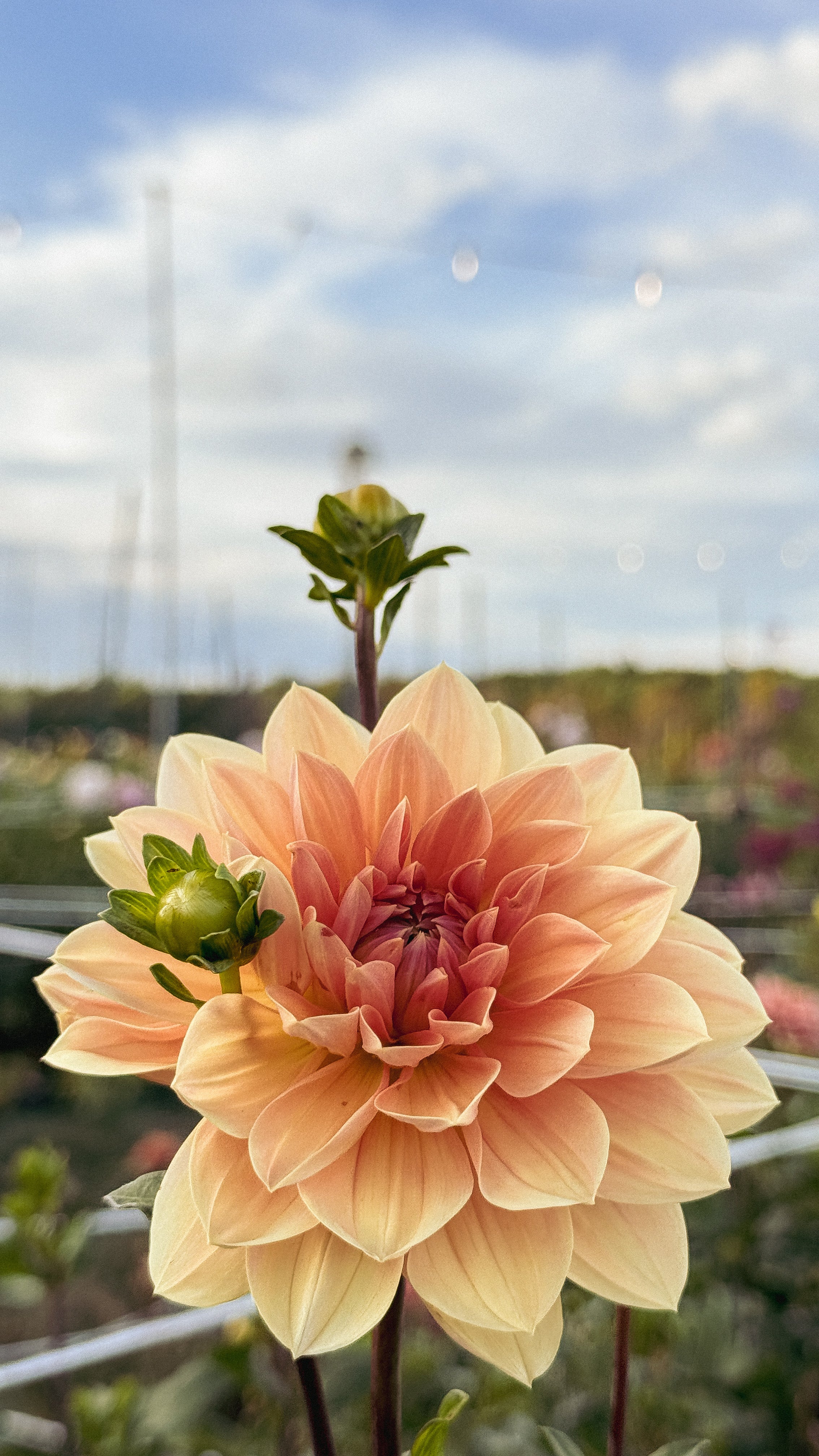 Large peach-colored flower with a blurred background of greenery and blue sky.