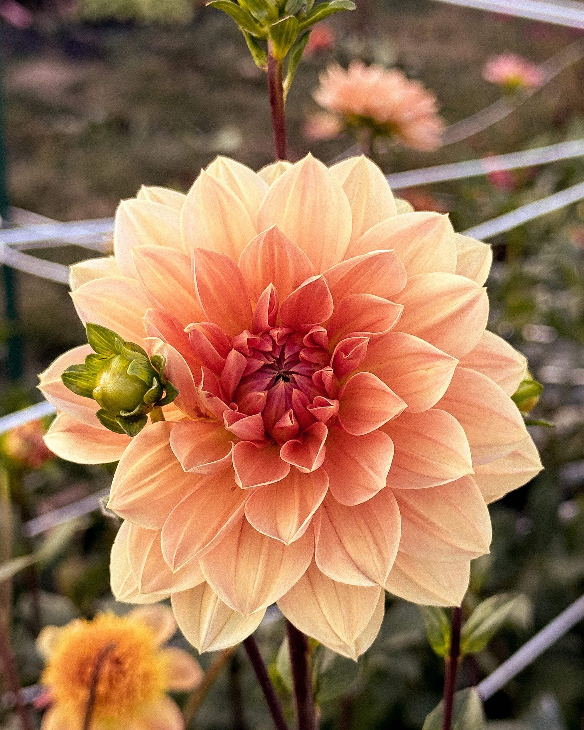 Peach-colored flower with a blurred garden background