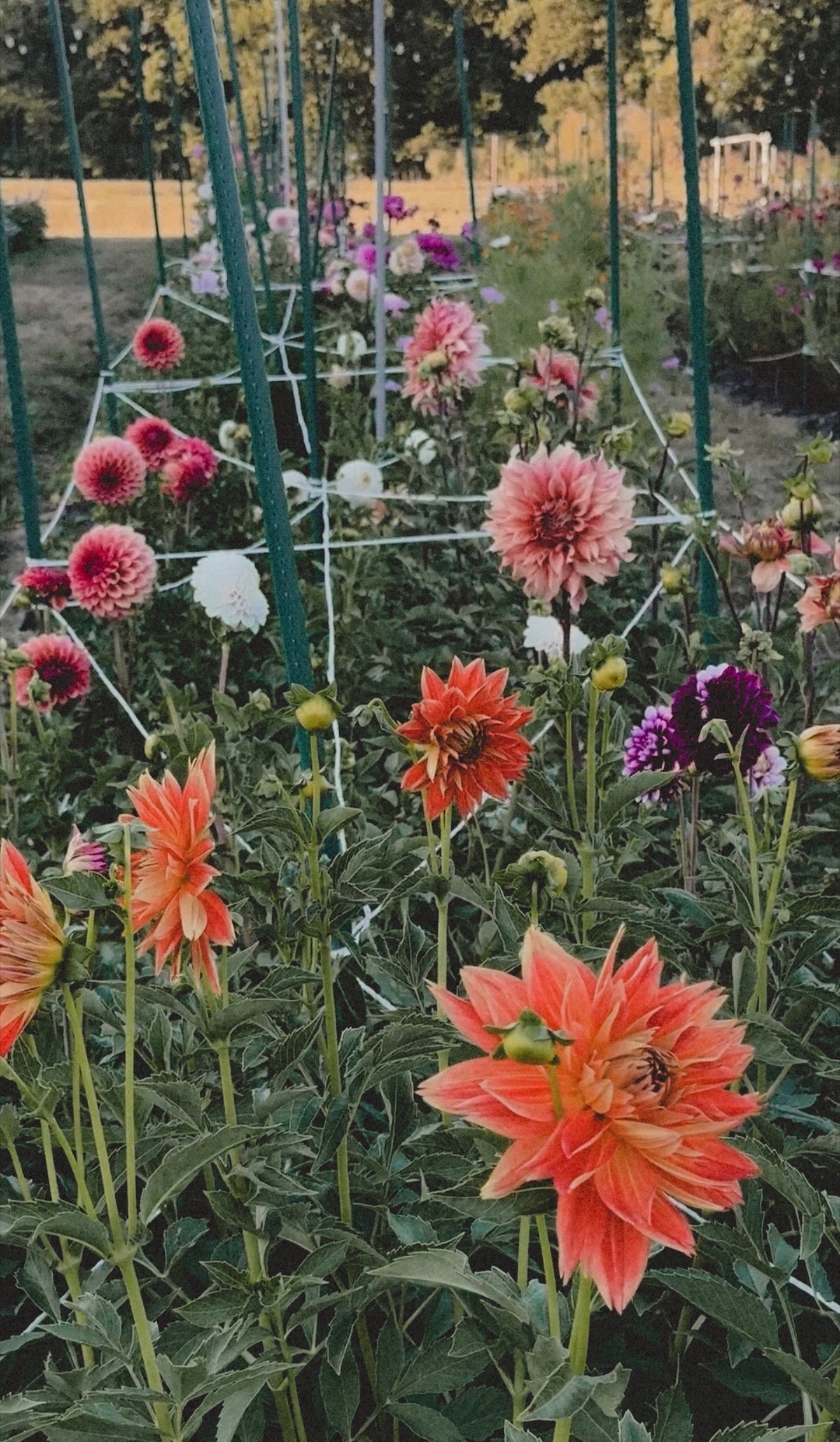 How to Make Dahlias Bloom More: 7 Mistakes That Reduce Flower Production