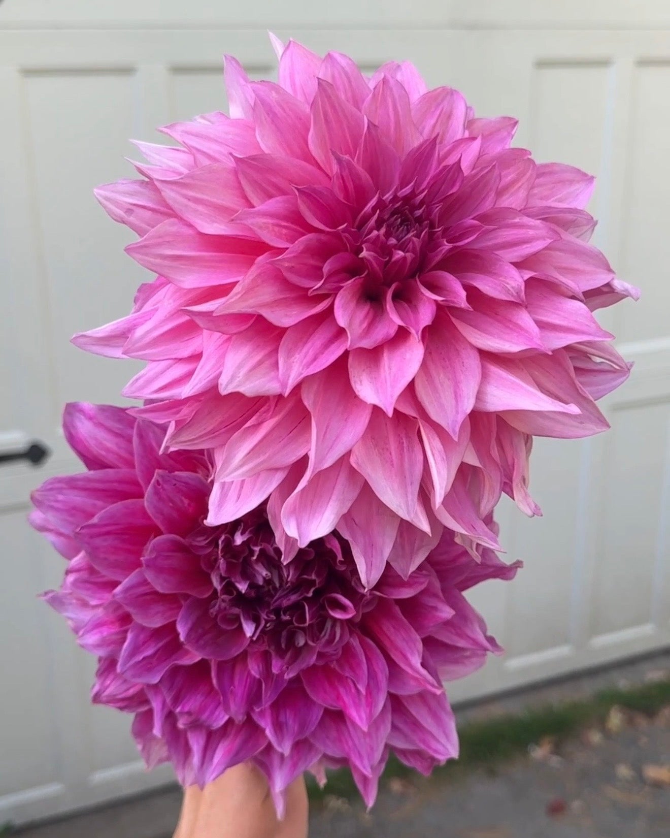 Dinnerplate Dahlias: Giant Varieties I Grow That Make People Stop and Stare