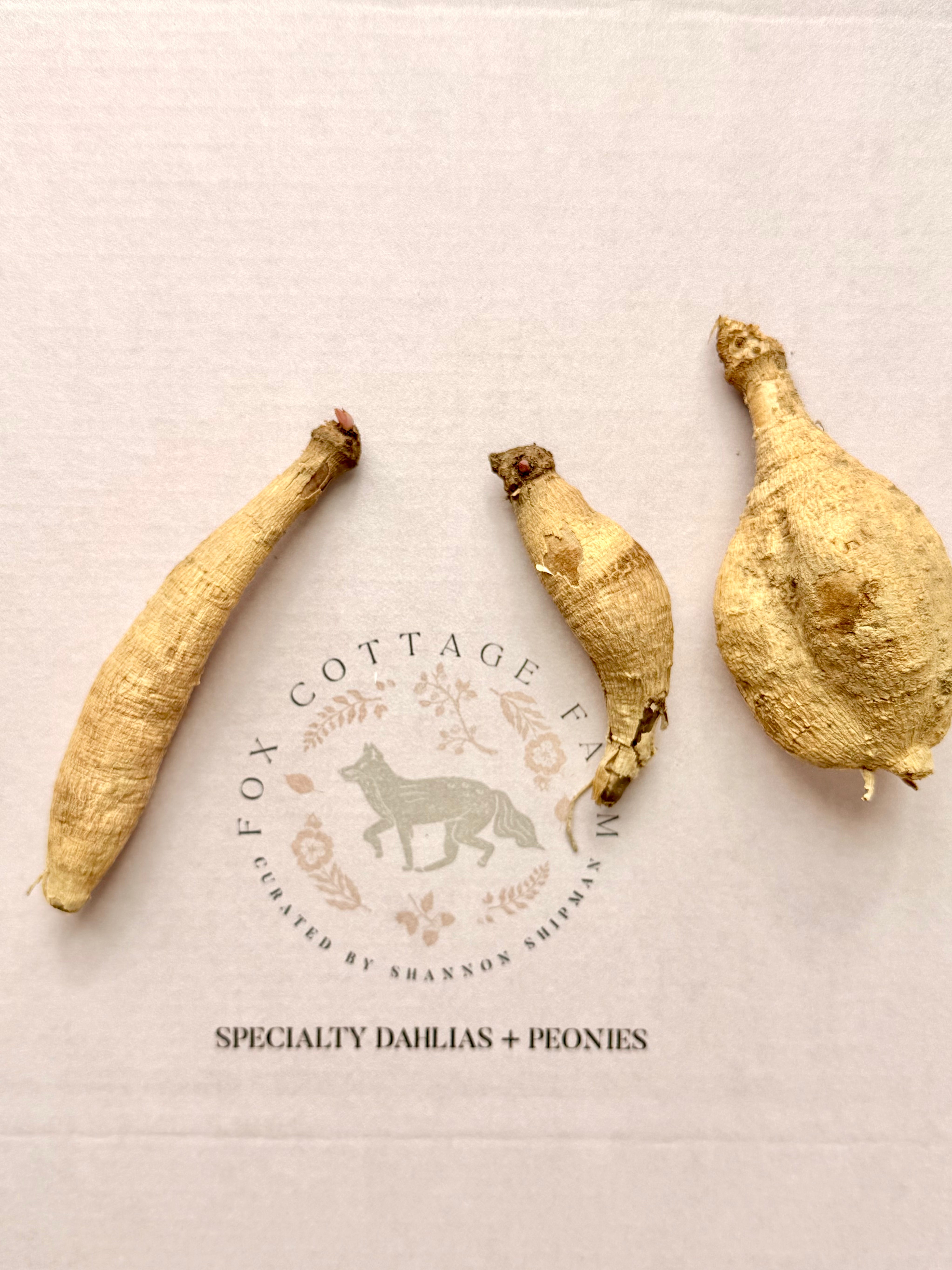 Why Dahlia Tubers Don’t Always Look Perfect (And Why That’s Normal)