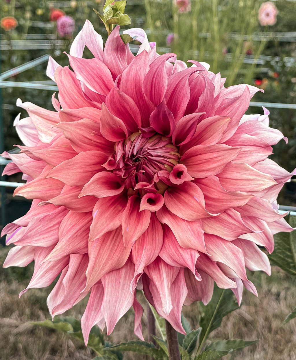 Best Dahlias for Beginners and Cut Flower Gardens