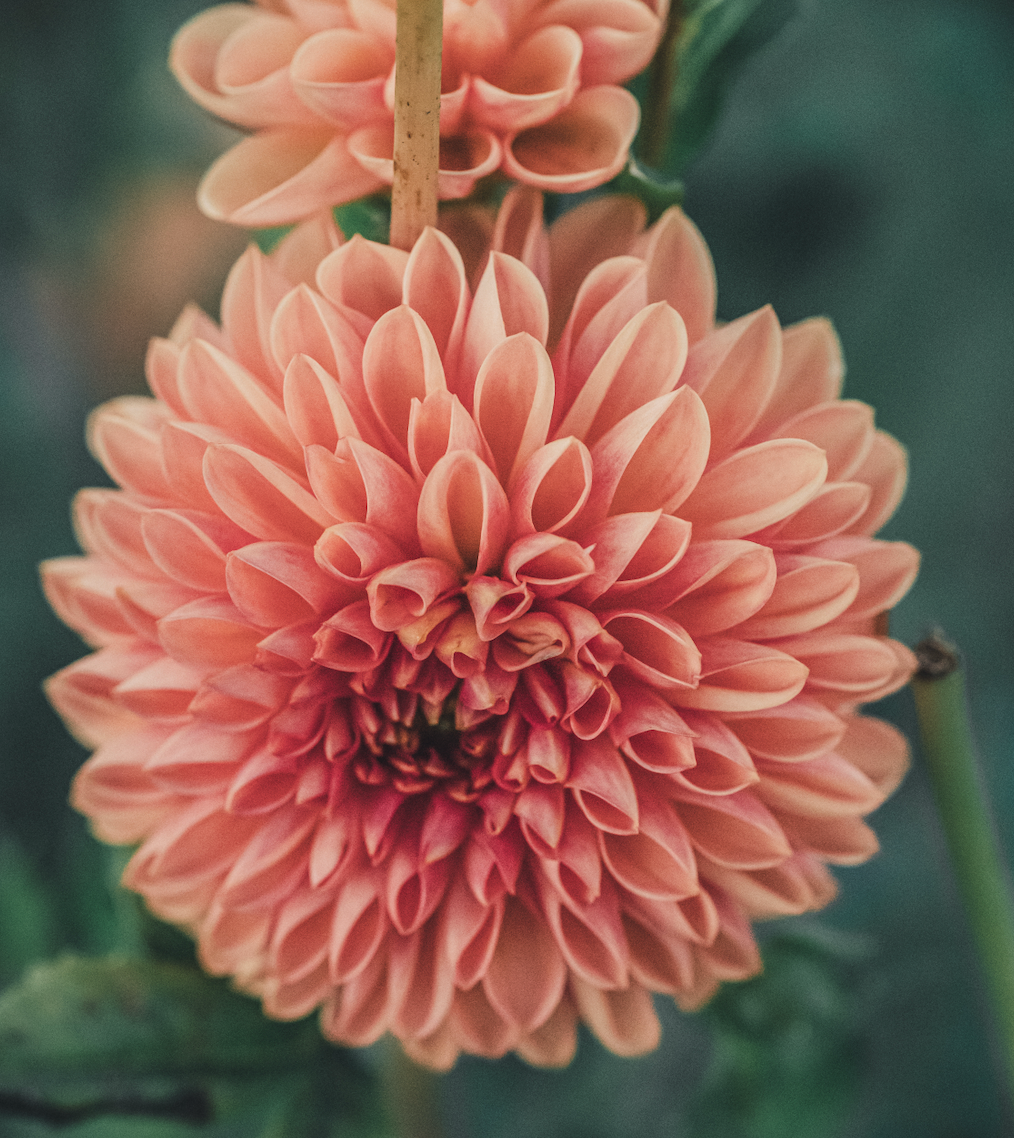 Dahlias I Recommend for Flower Farmers Who Want to Make Money from Cut Stems