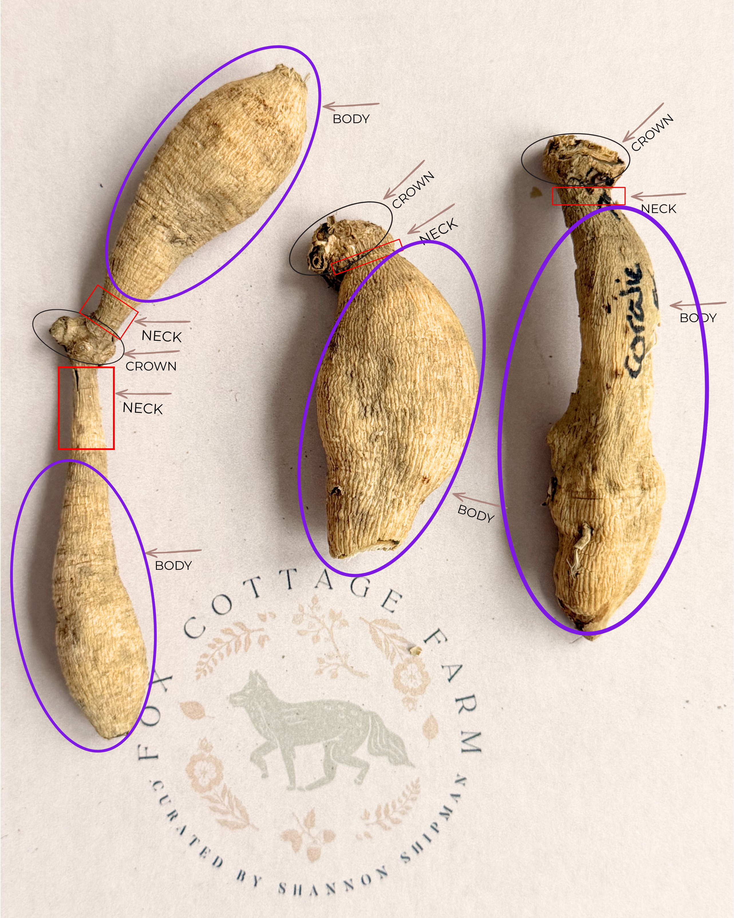 How to Inspect Dahlia Tubers When They Arrive (What’s Normal & What’s Not)