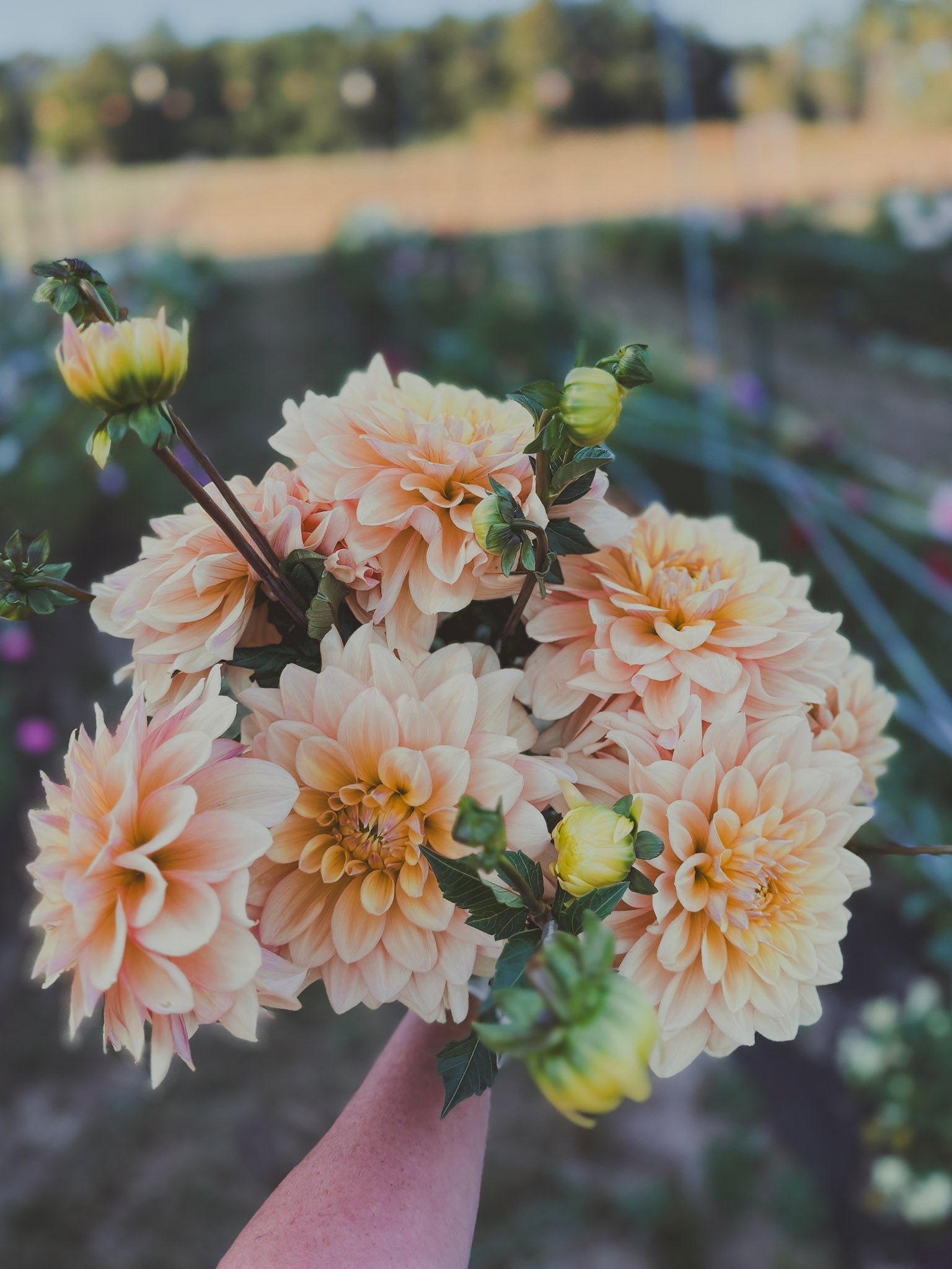 Dahlia Tuber Anatomy: Understanding the Parts of a Dahlia Tuber