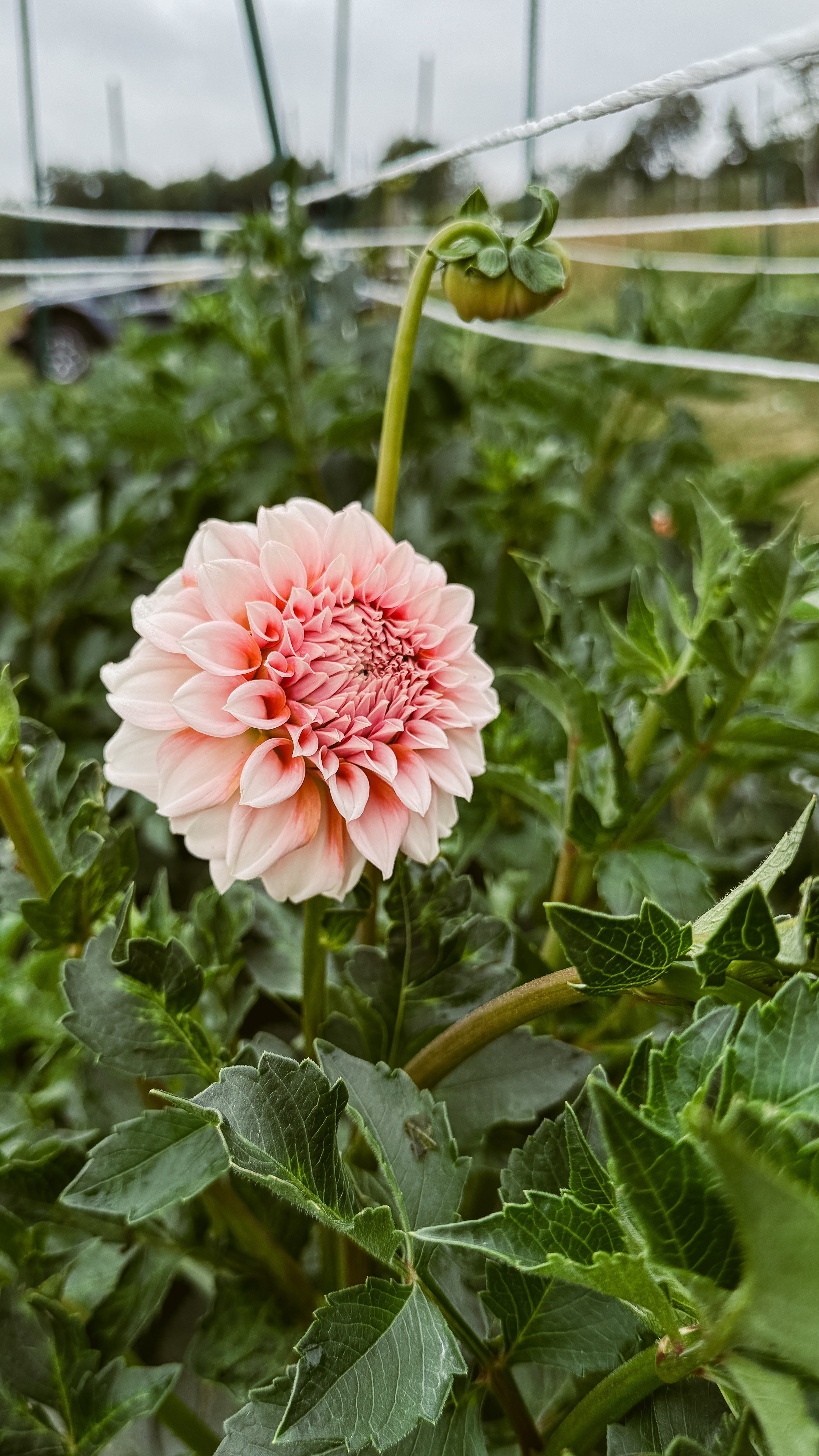 How to Store Dahlia Tubers Before Planting