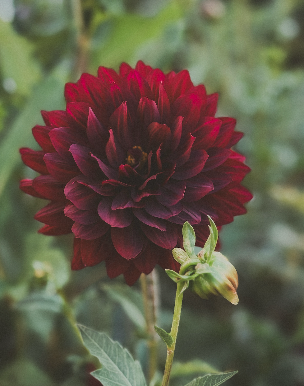Burgundy + Wine Dahlias