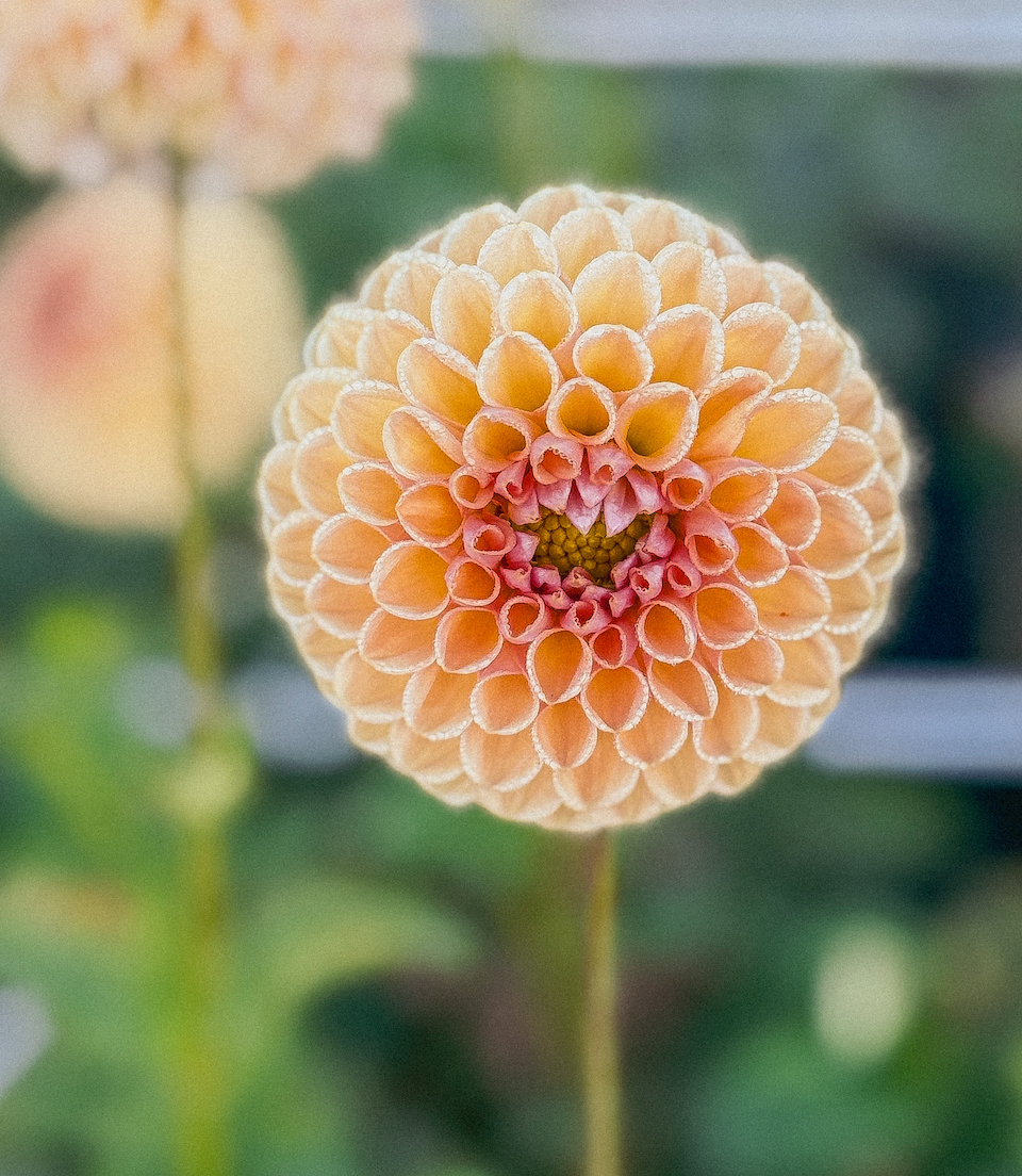 Champagne + Pale Gold Dahlias