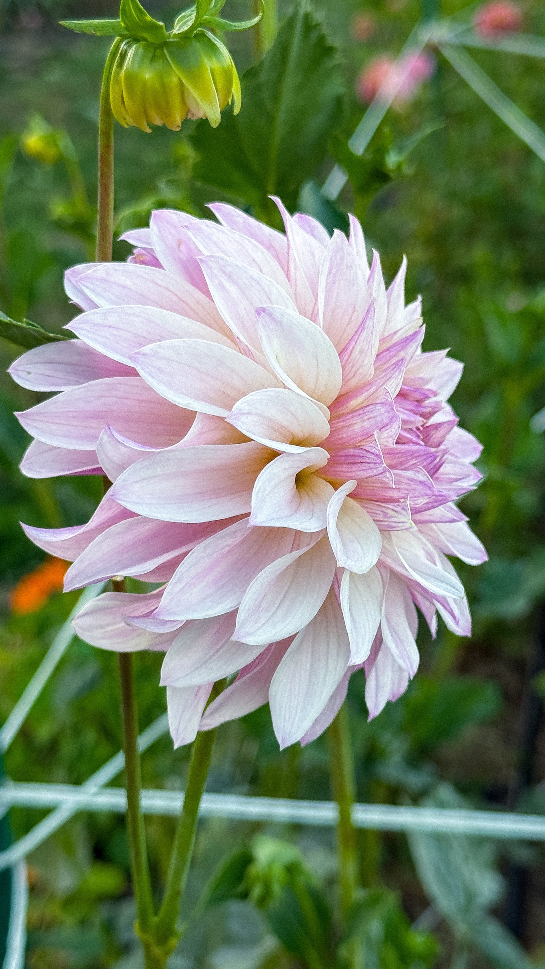 Blush Dahlias