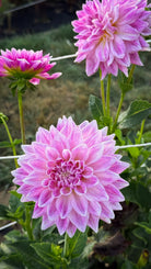 Close-up of three pink dahlias with green leaves in the background