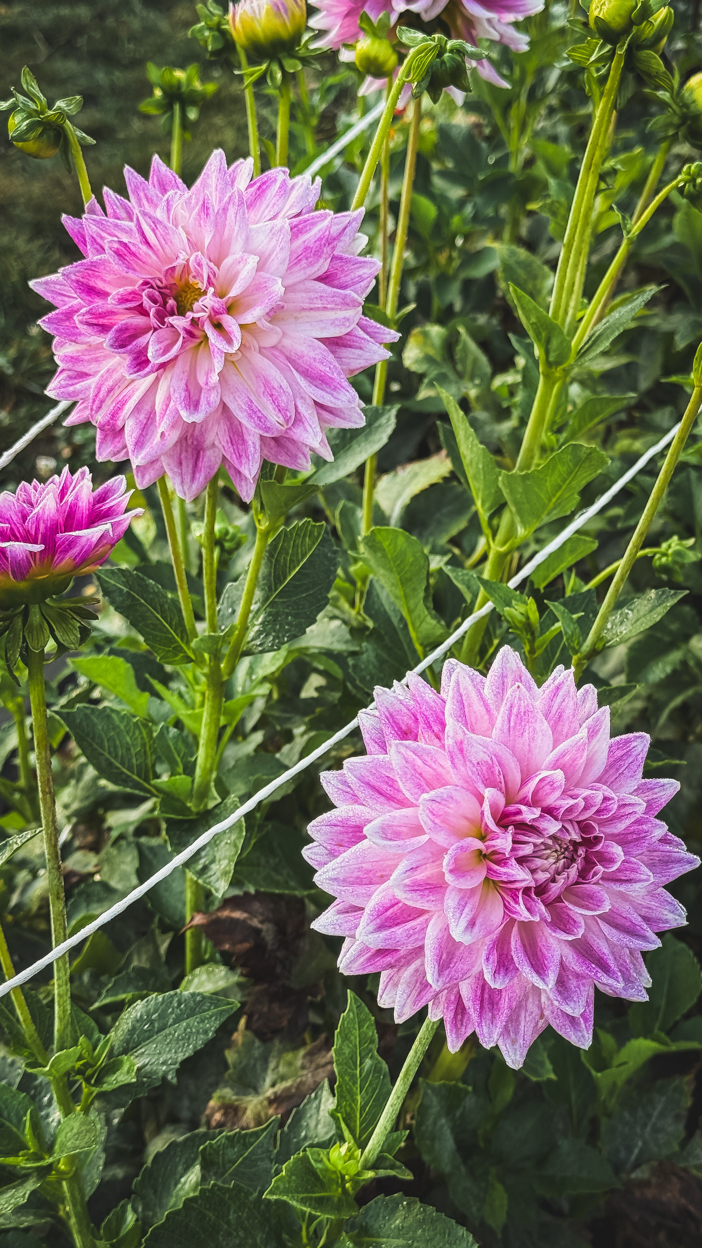 Pink dahlias with green leaves in a garden setting