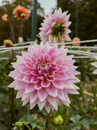 Close-up of a pink dahlia flower with blurred background