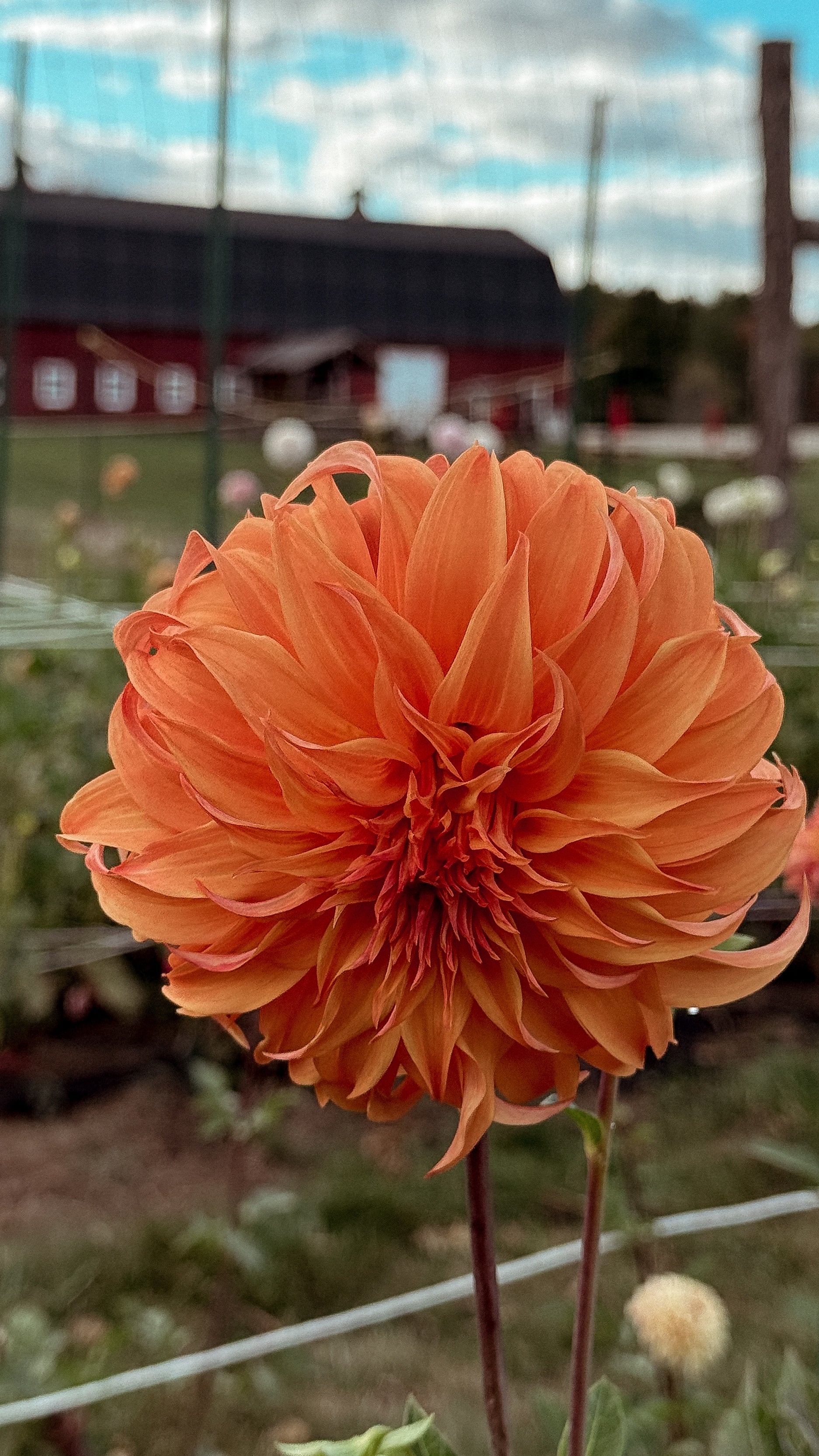 Close-up of an orange flower with a blurred background