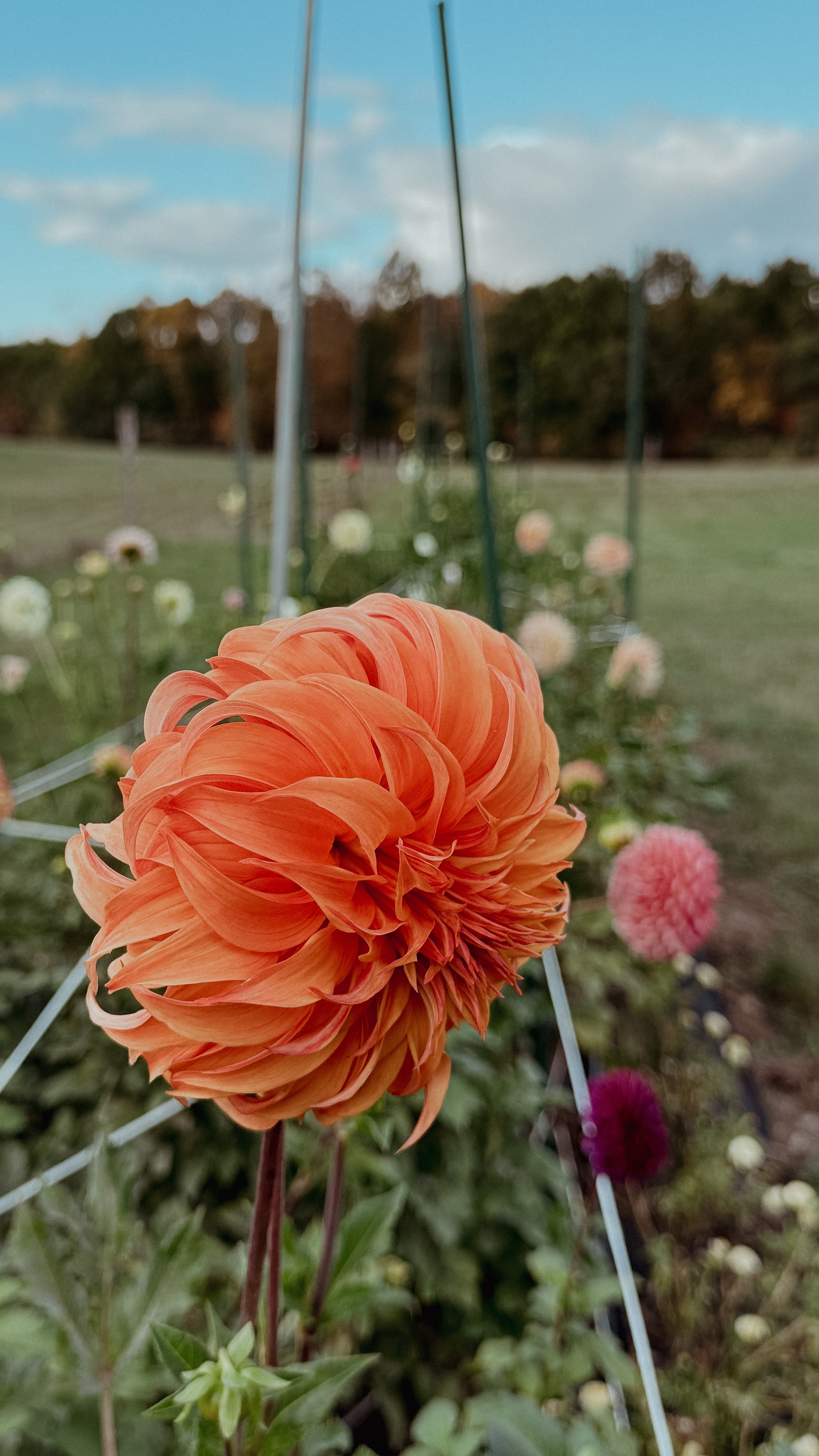 Orange flower in a field with trees and sky in the background