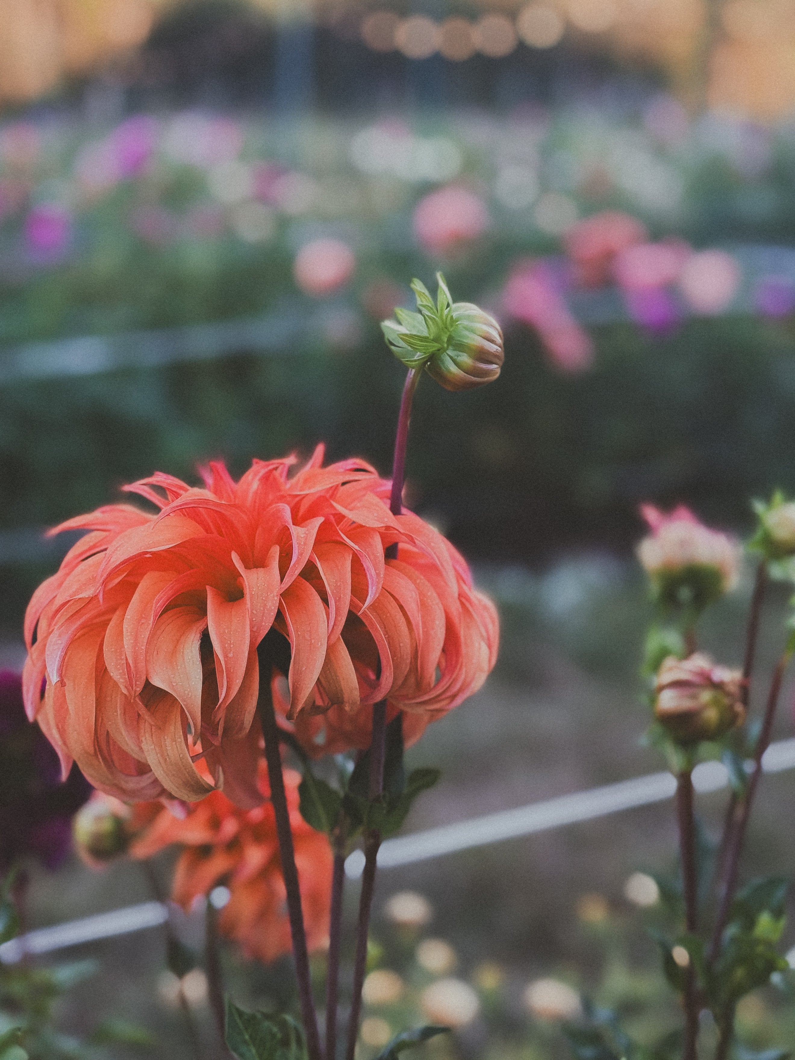 Close-up of a vibrant orange flower with a blurred garden background