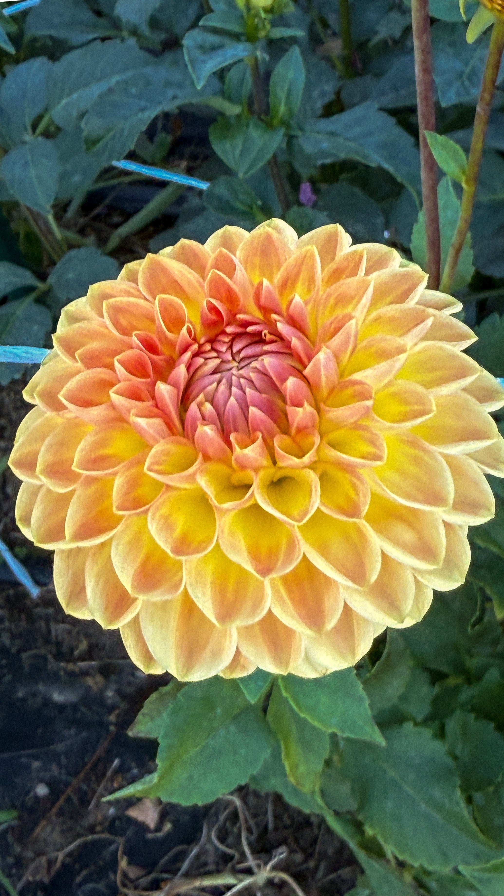 Yellow flower with a green background