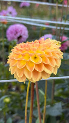Yellow flower with a blurred garden background