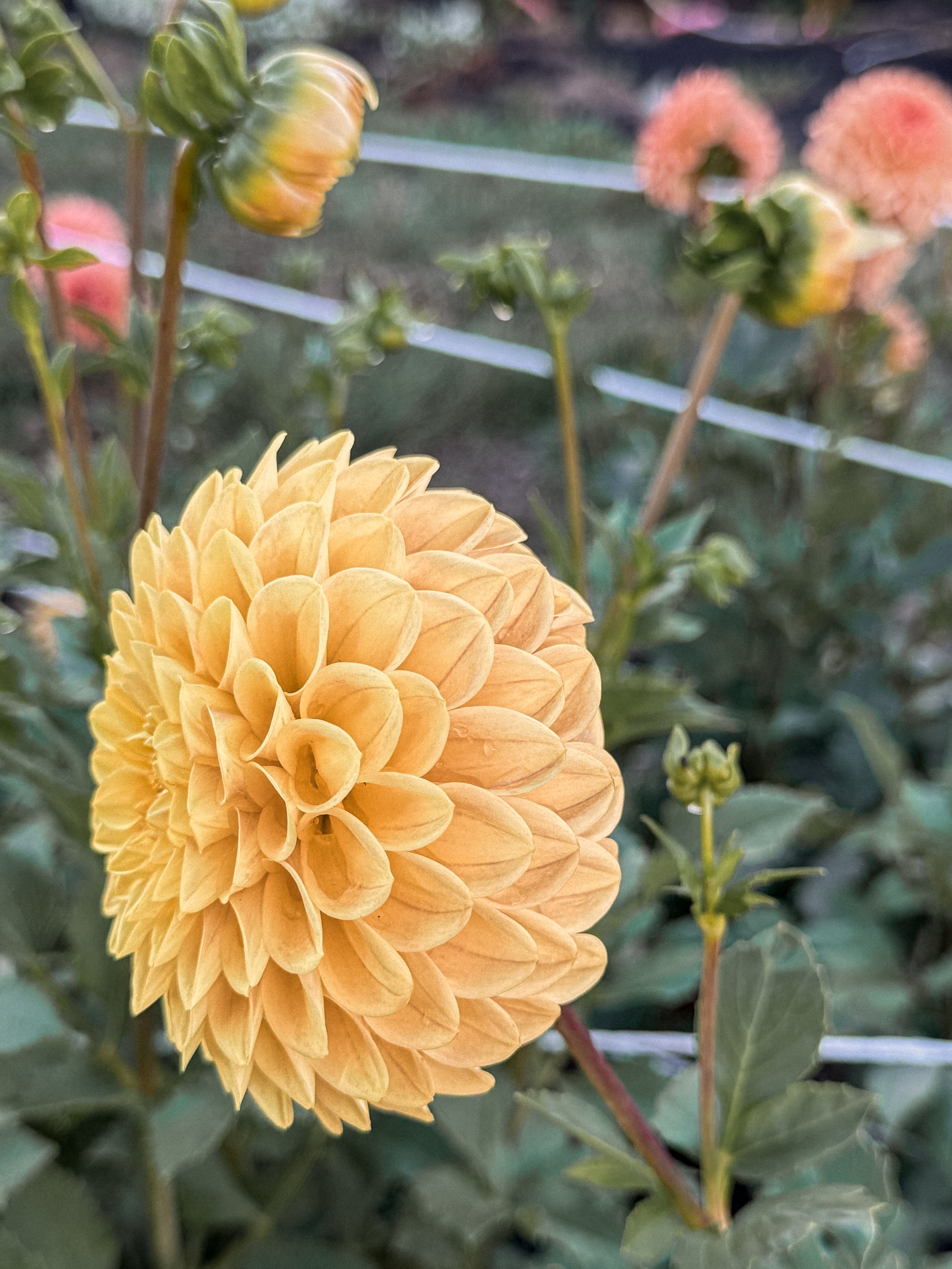 Yellow flower with green leaves and stems in a garden setting