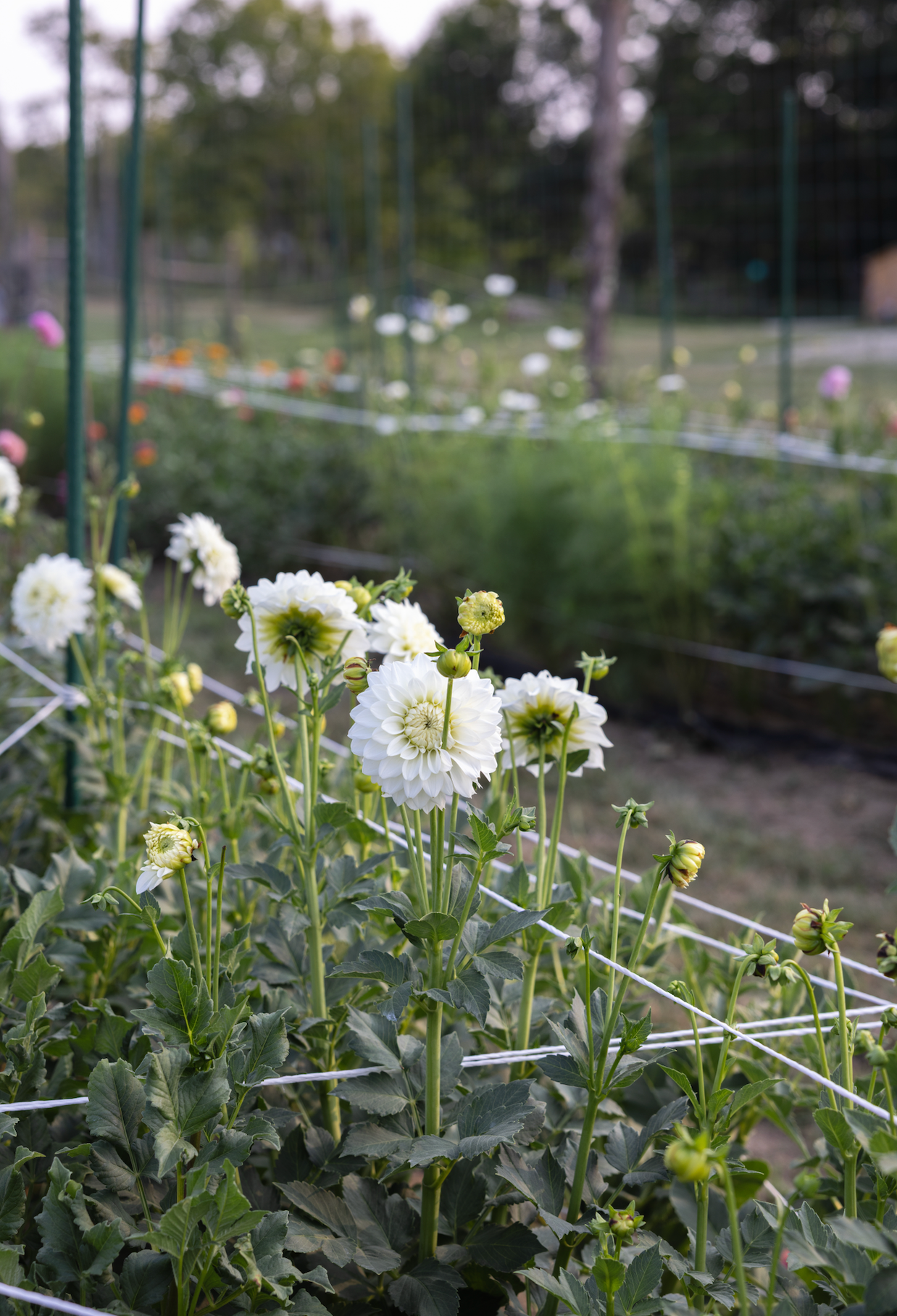 White flowers in a garden setting with blurred background