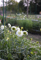 White flowers in a garden setting with blurred background