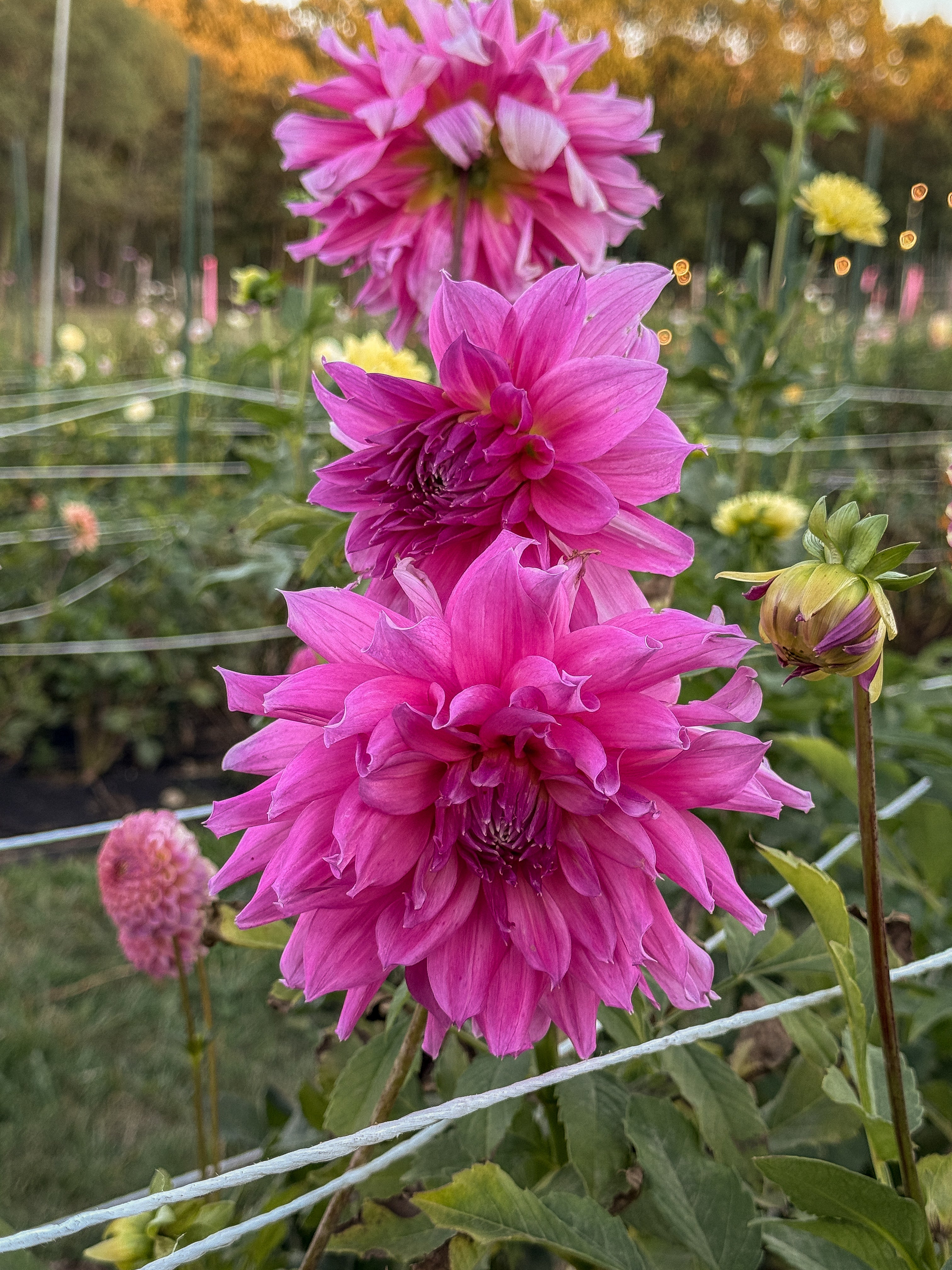 Three pink dahlias in a garden setting with blurred background