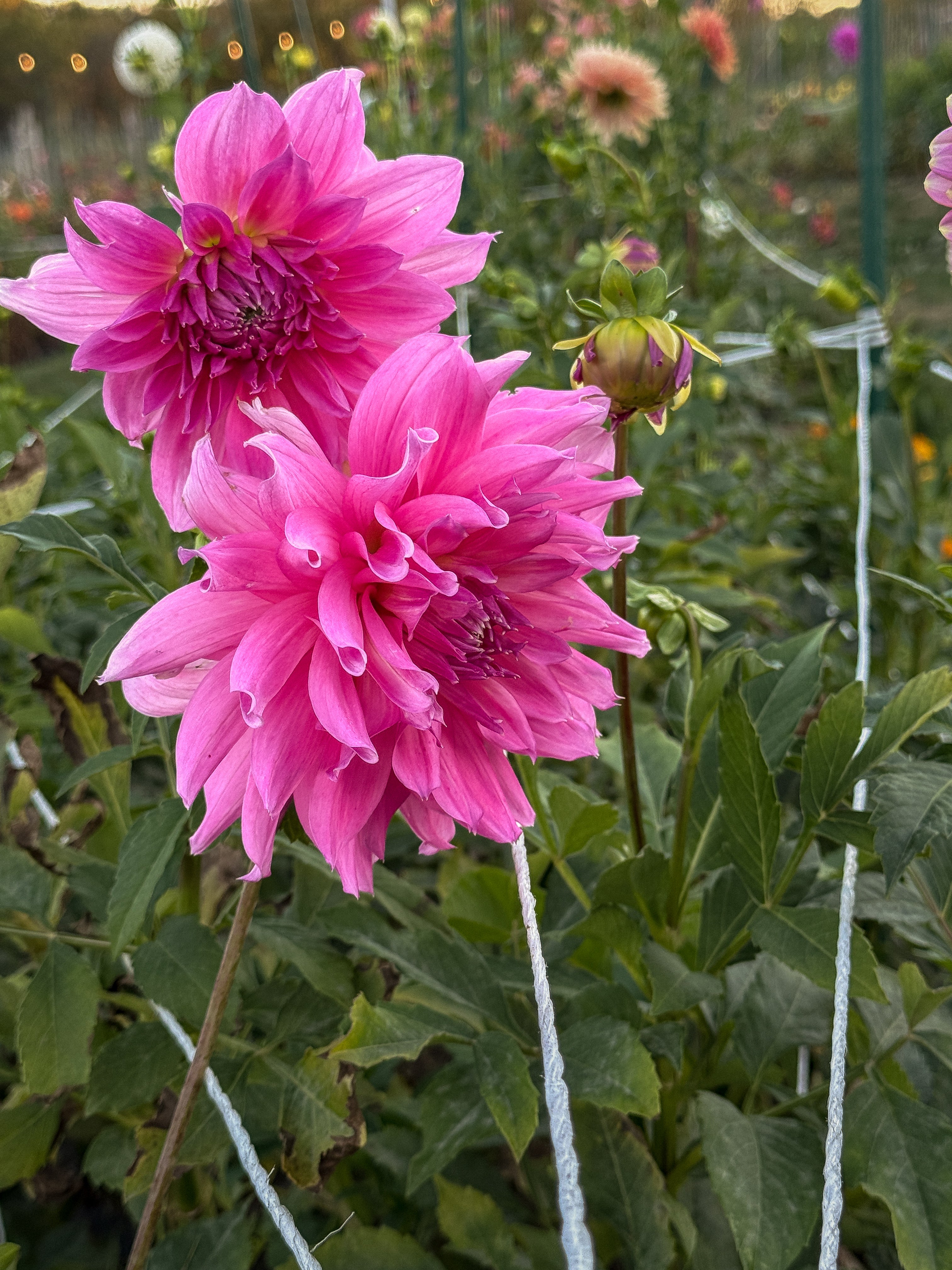 Two pink dahlias with green leaves in a garden setting