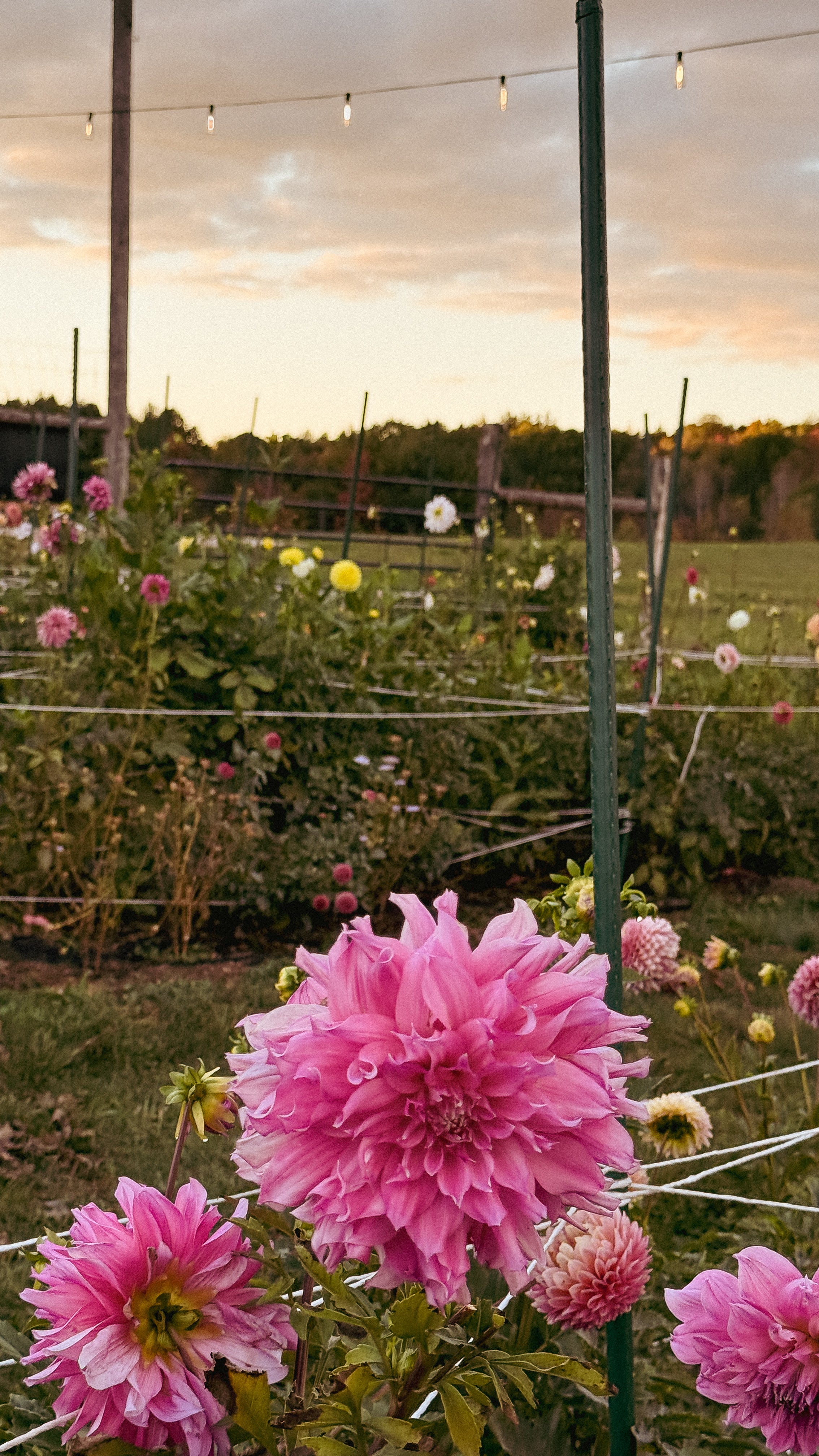 Pink dahlias in a garden with a sunset sky