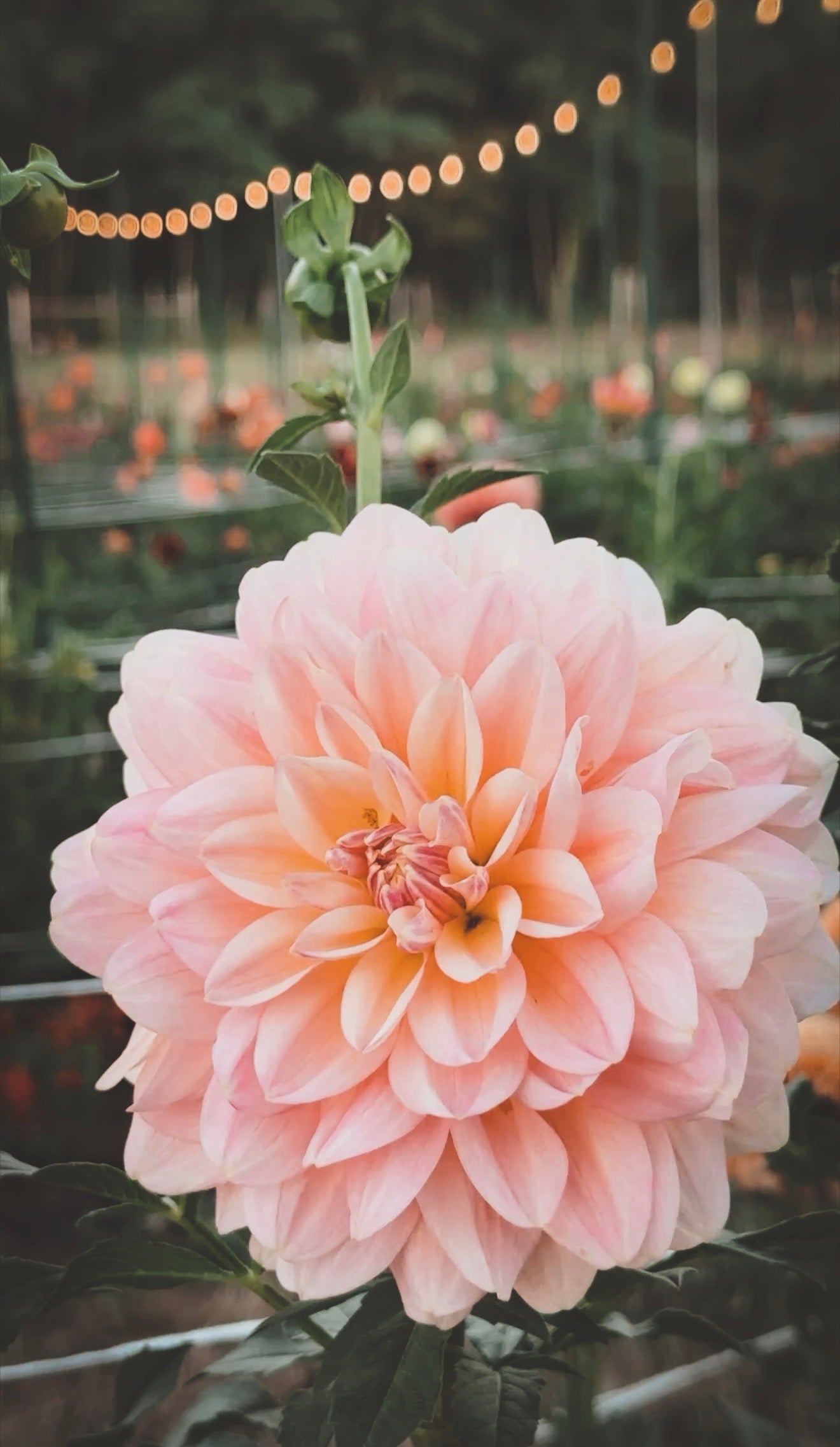 Large pink flower with a blurred garden background