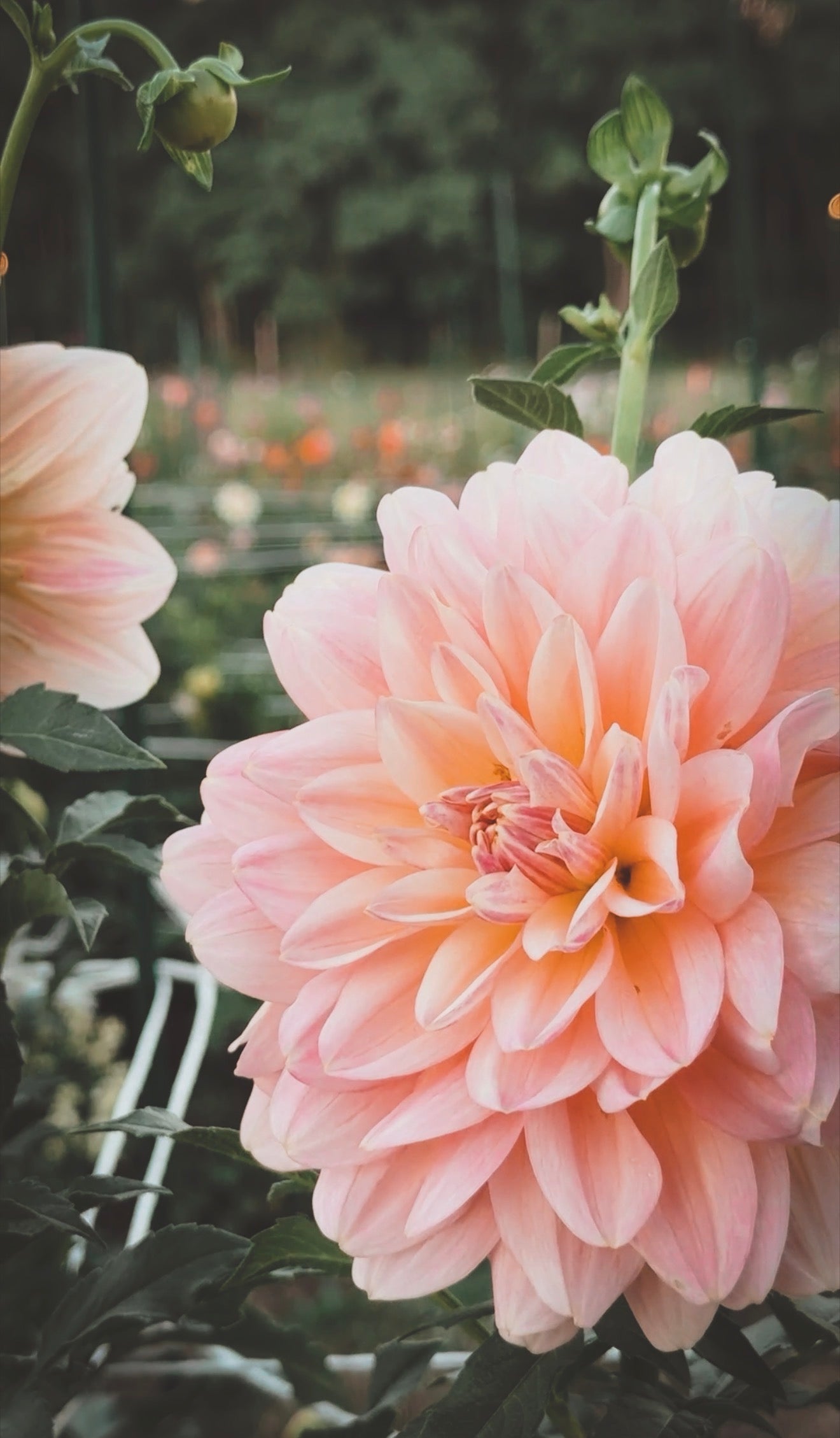 Close-up of a pink flower with a blurred garden background