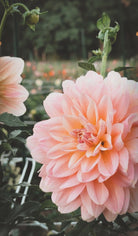 Close-up of a pink flower with a blurred garden background
