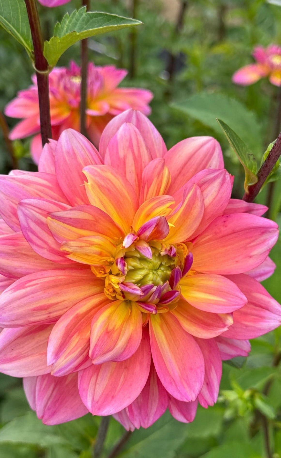 Close-up of a vibrant pink and yellow flower with green leaves in the background.