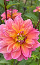 Close-up of a vibrant pink and yellow flower with green leaves in the background.