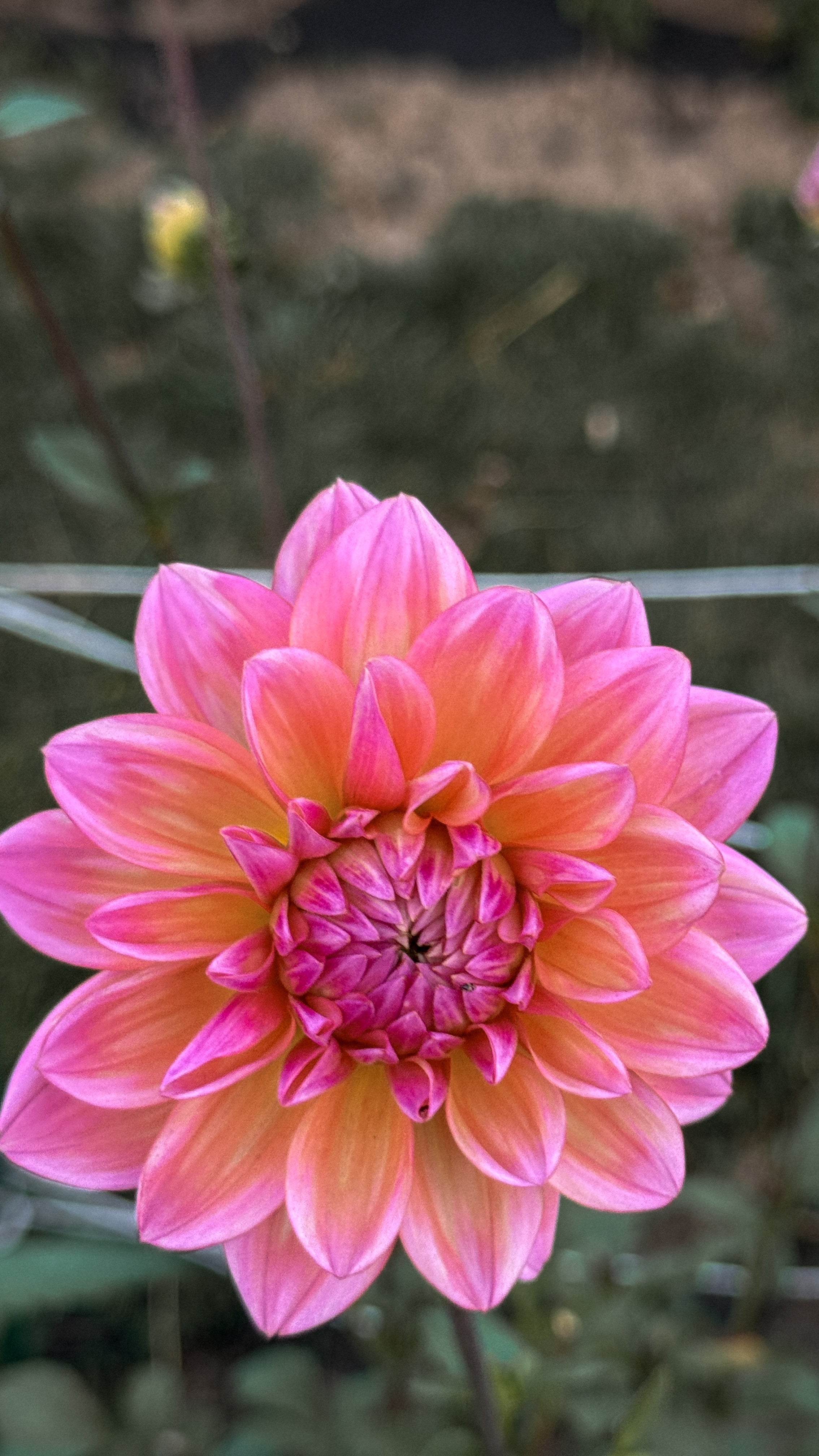 Close-up of a pink flower with a blurred natural background