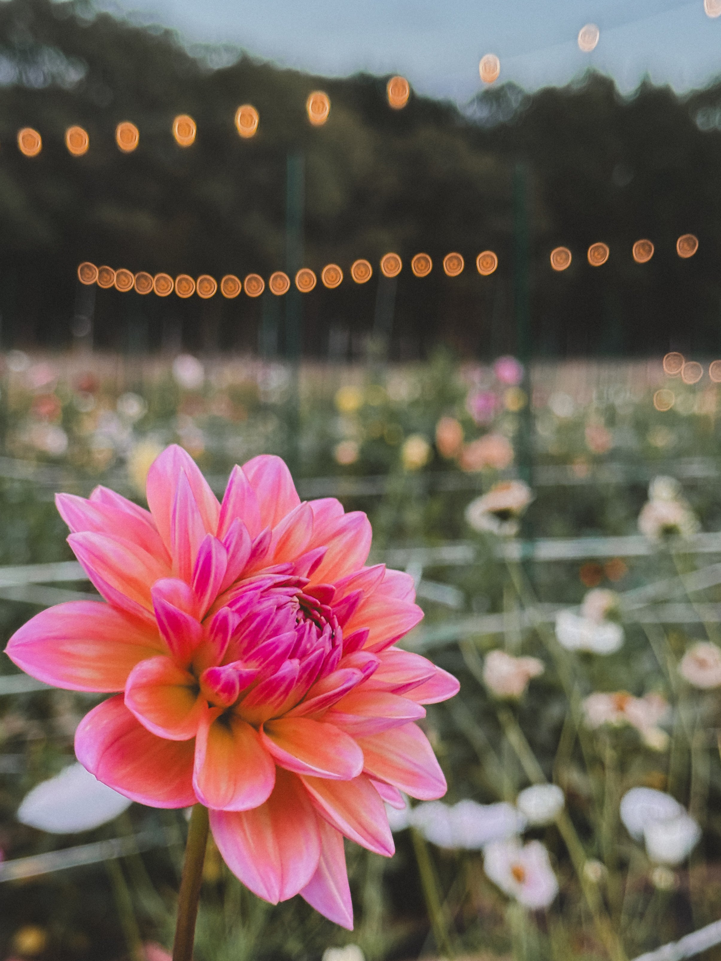 Close-up of a pink flower with blurred string lights and greenery in the background