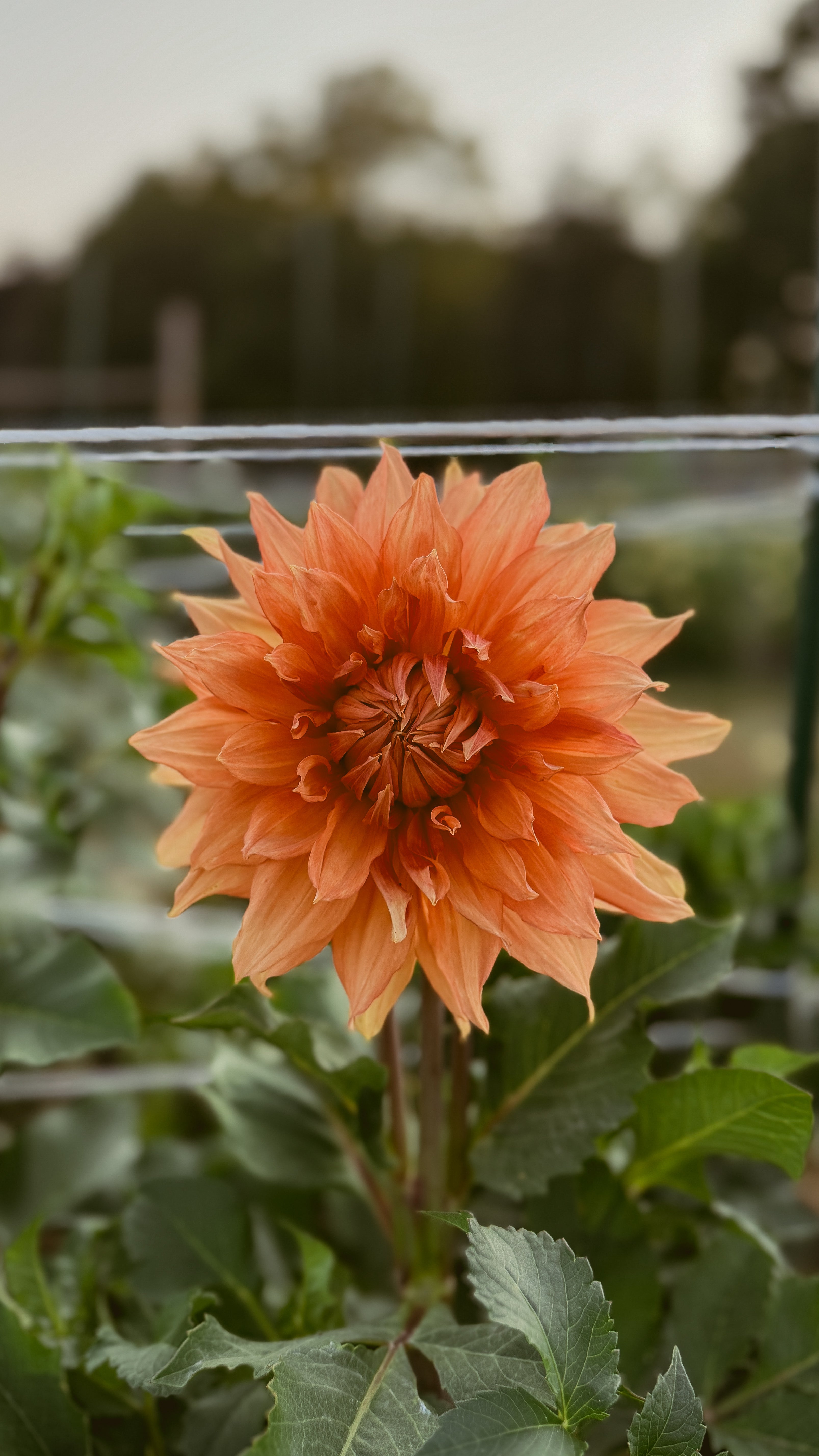 Orange dahlia flower with green leaves in a garden setting