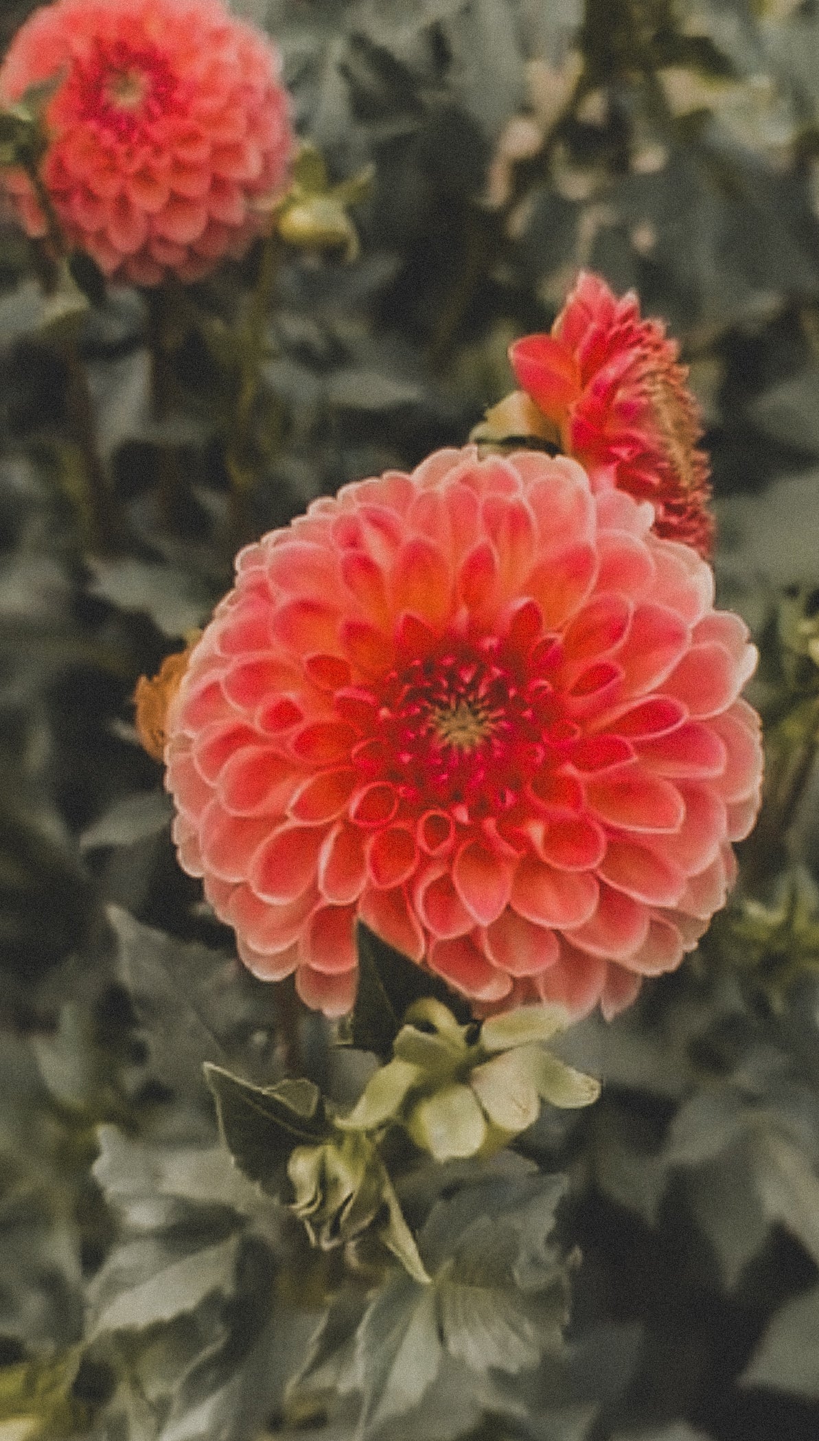 Close-up of a pink flower with green leaves in the background