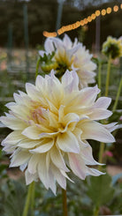 Large white flower with a blurred background of lights and greenery