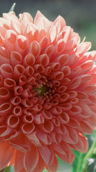 Close-up of a coral-colored flower with a blurred green background
