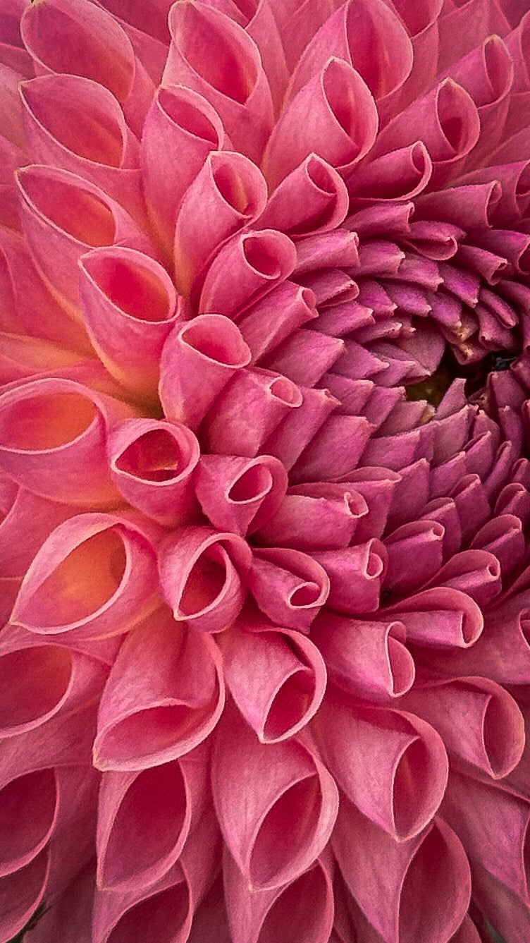 Close-up of a pink flower with detailed petal structure