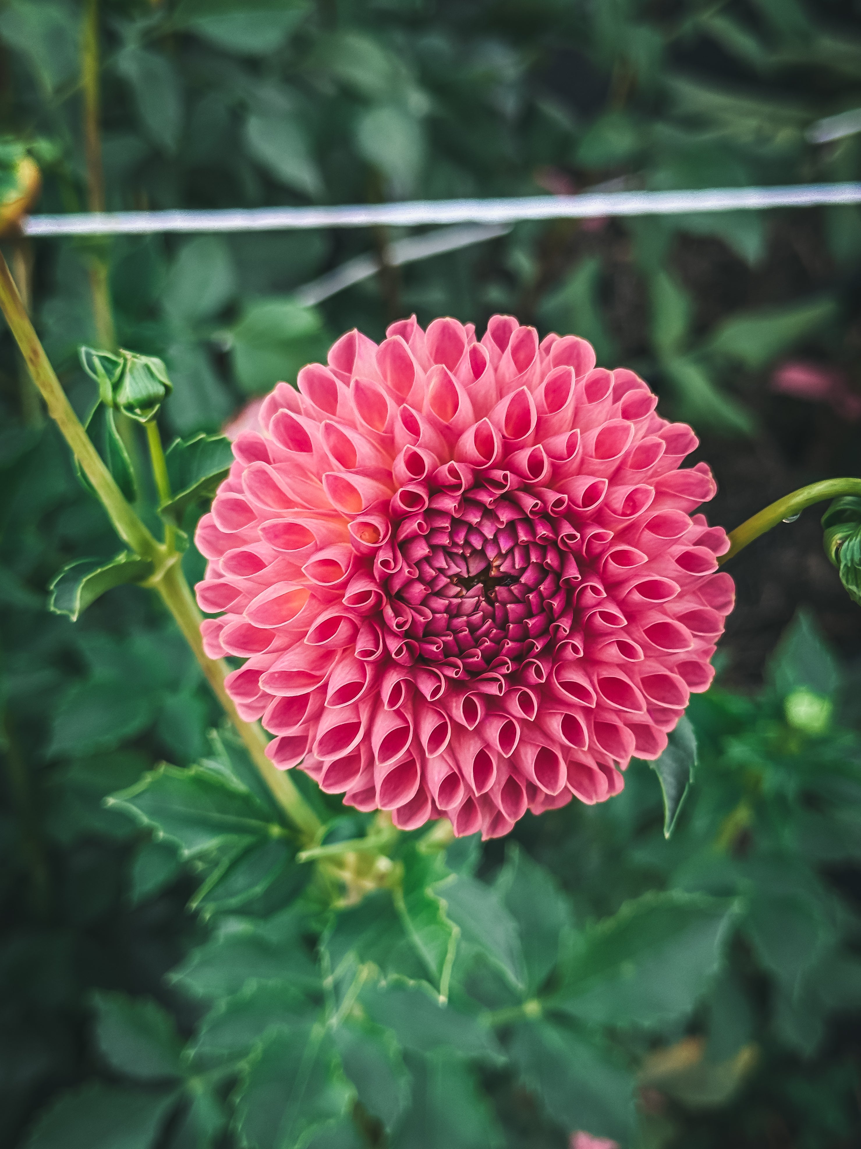 Close-up of a pink flower with green leaves in the background