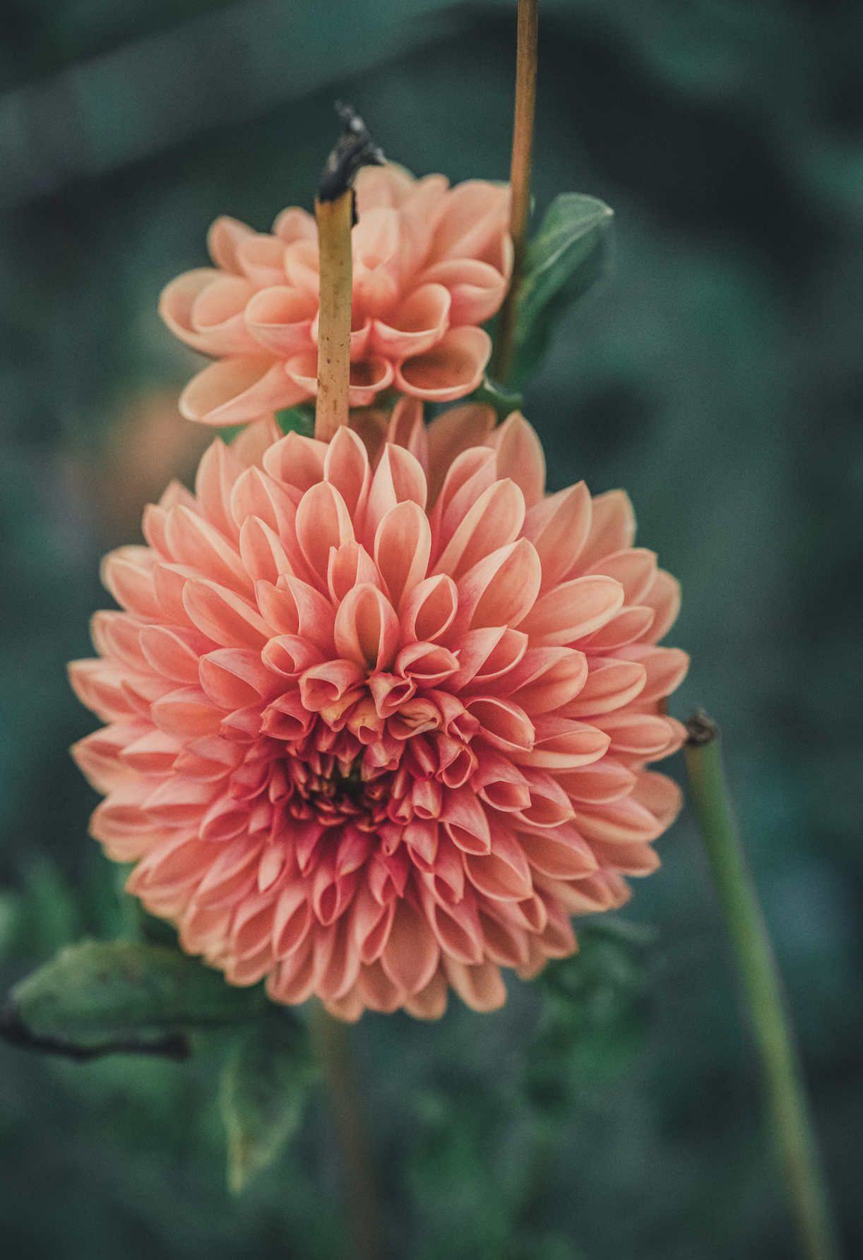 Close-up of a pink flower with a blurred green background