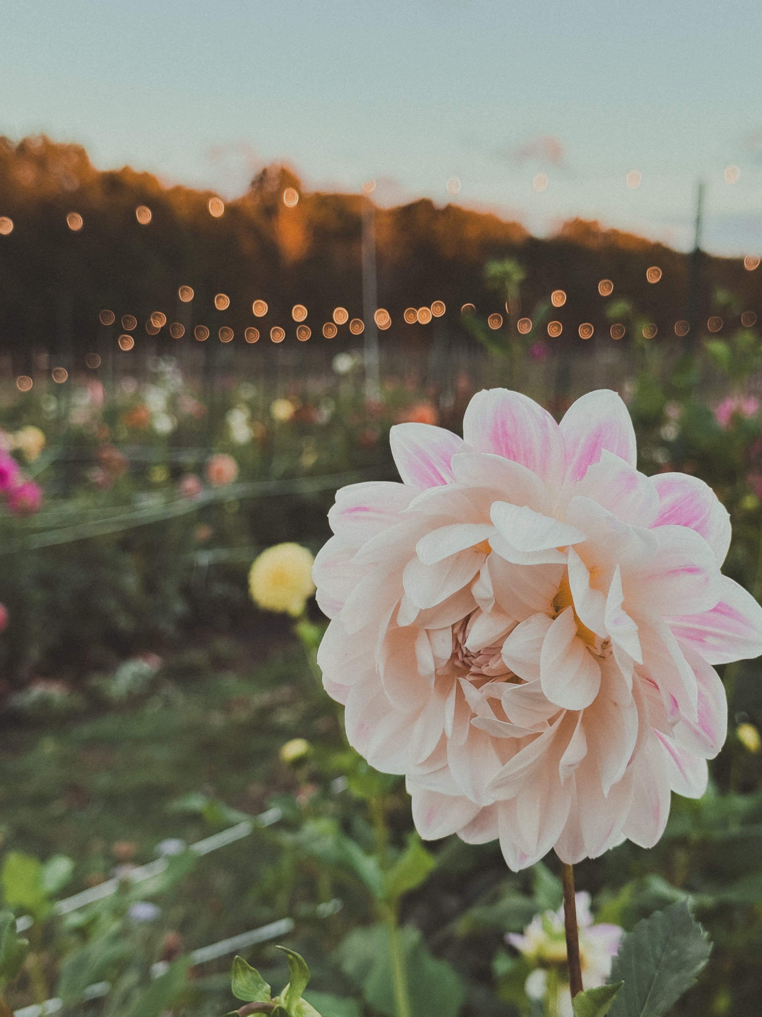 Close-up of a pink flower with a blurred garden background