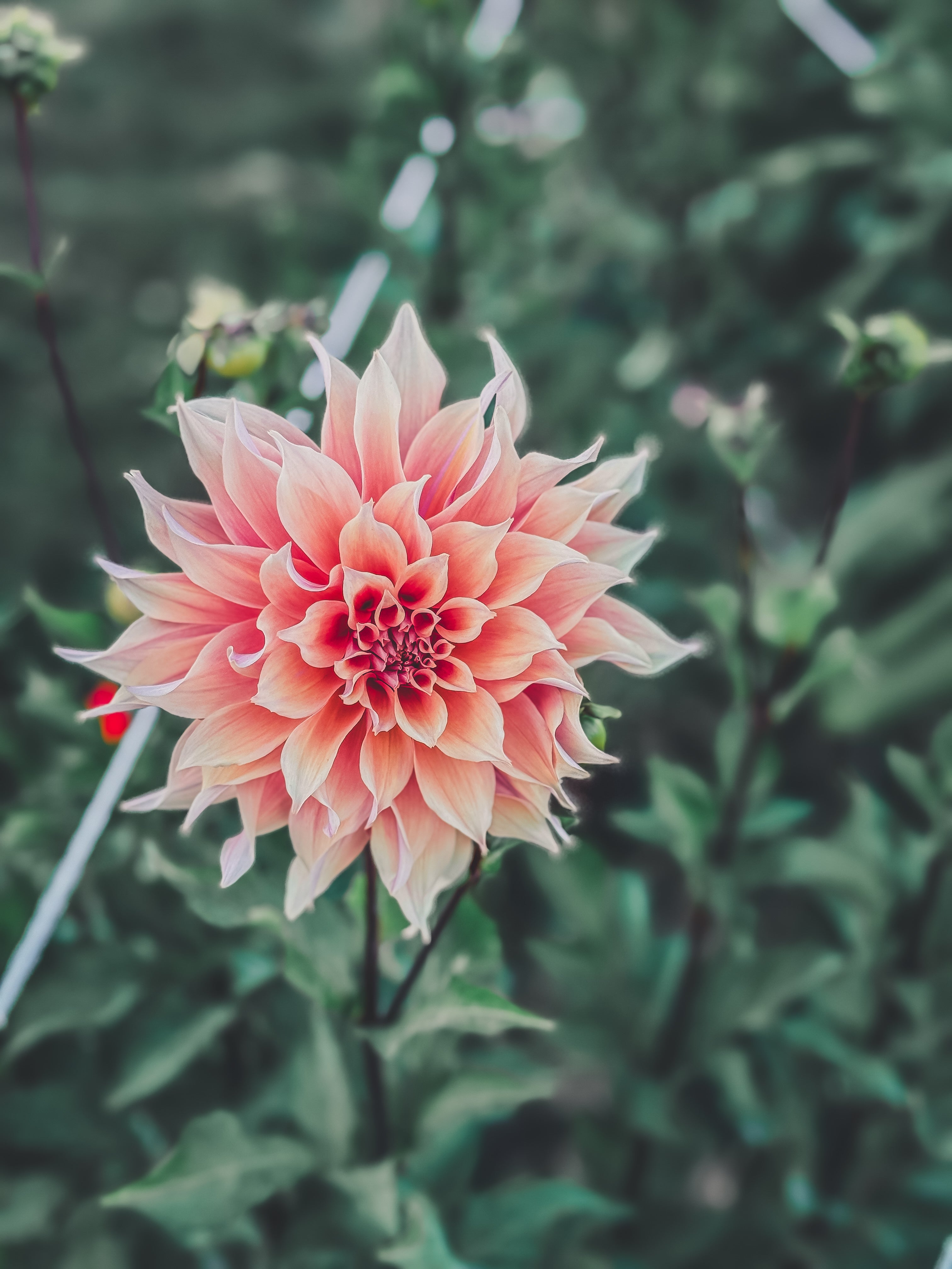 Pink flower with a blurred green background