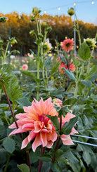 Pink dahlia flower in a garden with green leaves and other flowers in the background.