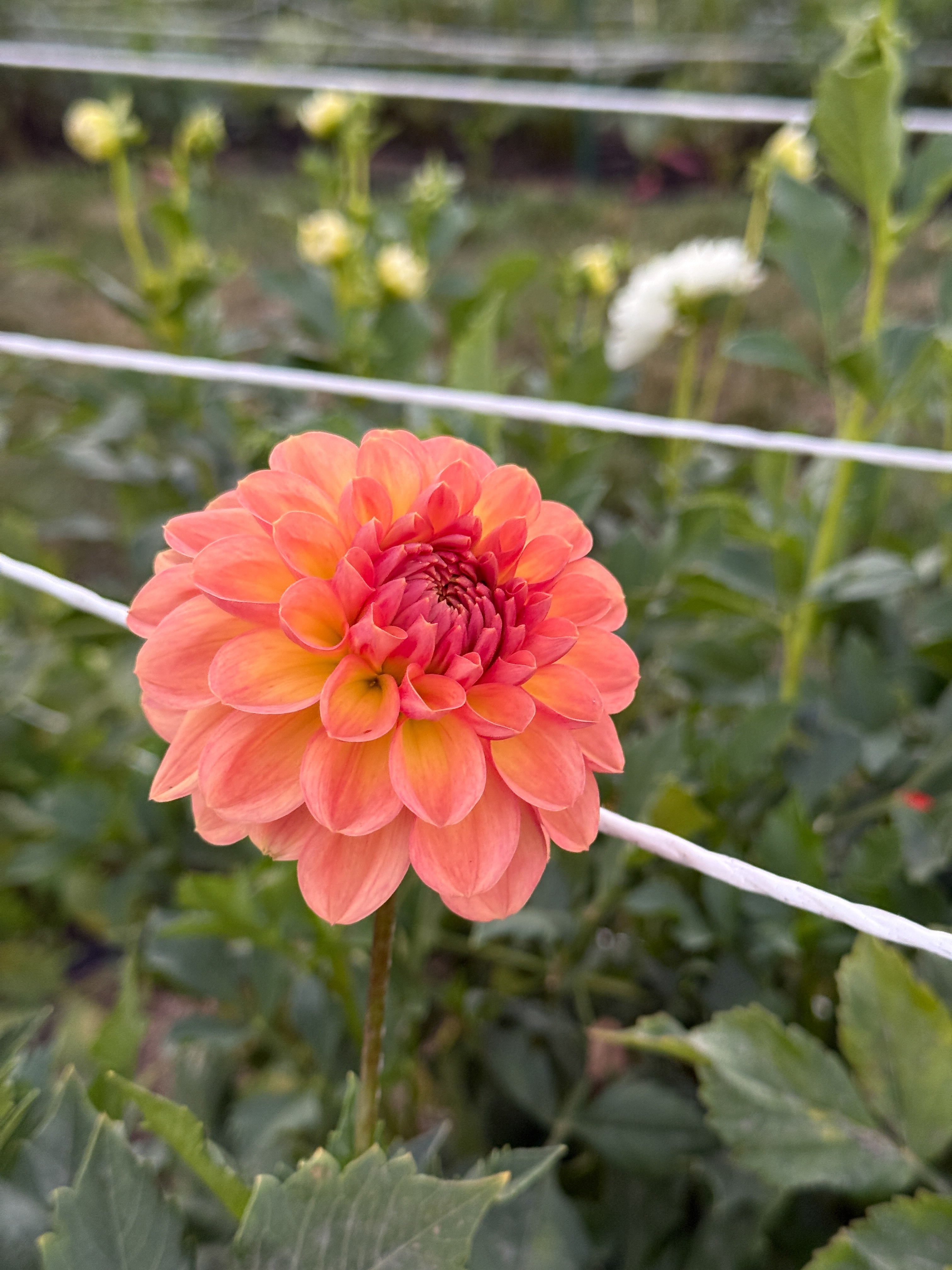 Peach-colored flower with green leaves in the background